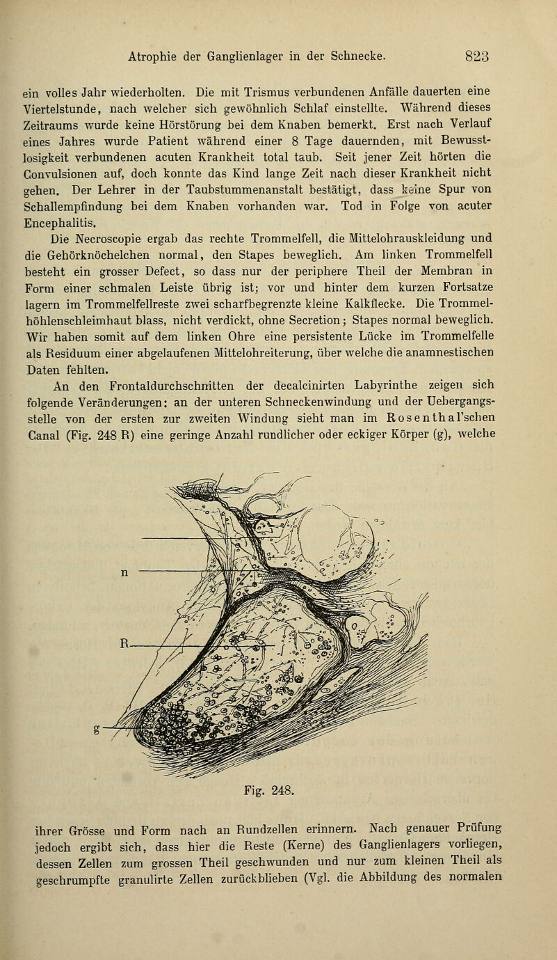 ein volles Jahr wiederholten. Die mit Trismus verbundenen Anfälle dauerten eine Viertelstunde, nach welcher sich gewöhnlich Schlaf einstellte. Während dieses Zeitraums wurde keine Hörstörung bei dem Knaben bemerkt. Erst nach Verlauf eines Jahres wurde Patient während einer 8 Tage dauernden, mit Bewusst- losigkeit verbundenen acuten Krankheit total taub. Seit jener Zeit hörten die Convulsionen auf, doch konnte das Kind lange Zeit nach dieser Krankheit nicht gehen. Der Lehrer in der Taubstummenanstalt bestätigt, dass keine Spur von Schallempfindung bei dem Knaben vorhanden war. Tod in Folge von acuter Encephalitis. Die Necroscopie ergab das rechte Trommelfell, die Mittelohrauskleidung und die Gehörknöchelchen normal, den Stapes beweglich. Am linken Trommelfell besteht ein grosser Defect, so dass nur der periphere Theil der Membran in Form einer schmalen Leiste übrig ist; vor und hinter dem kurzen Fortsatze lagern im Trommelfellreste zwei scharfbegrenzte kleine Kalkflecke. Die Trommel- höhlenschleimhaut blass, nicht verdickt, ohne Secretion; Stapes normal beweglich. Wir haben somit auf dem linken Ohre eine persistente Lücke im Trommelfelle als Residuum einer abgelaufenen Mittelohreiterung, über welche die anamnestischen Daten fehlten. An den Frontaldurchschnitten der decalcinirten Labyrinthe zeigen sich folgende Veränderungen: an der unteren Schneckenwindung und der Uebergangs- stelle von der ersten zur zweiten Windung sieht man im Rosenthaltenen Canal (Fig. 248 R) eine geringe Anzahl rundlicher oder eckiger Körper (g), welche Fig. 248. ihrer Grösse und Form nach an Rundzellen erinnern. Nach genauer Prüfung jedoch ergibt sich, dass hier die Reste (Kerne) des Ganglienlagers vorliegen, dessen Zellen zum grossen Theil geschwunden und nur zum kleinen Theil als geschrumpfte granulirte Zellen zurückblieben (Vgl. die Abbildung des normalen