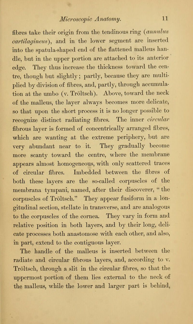 fibres take their origin from the tendinous ring (armvl/is cartilagineus), and in the lower segment are inserted into the spatula-shaped end of the flattened malleus han- dle, but in the upper portion are attached to its anterior edge. They thus increase the thickness toward the cen- tre, though but slightly; partly, because they are multi- plied by division of fibres, and, partly, through accumula- tion at the umbo (v. Troltsch). Above, toward the neck of the malleus, the layer always becomes more delicate, so that upon the short process it is no longer possible to recognize distinct radiating fibres. The inner circular fibrous layer is formed of concentrically arranged fibres, which are wanting at the extreme periphery, but are very abundant near to it. They gradually become more scanty toward the centre, where the membrane appears almost homogeneous, with only scattered traces of circular fibres. Imbedded between the fibres of both these layers are the so-called corpuscles of the membrana tympani, named, after their discoverer,  the corpuscles of Troltsch. They appear fusiform in a lon- gitudinal section, stellate in transverse, and are analogous to the corpuscles of the cornea. They vary in form and relative position in both layers, and by their long, deli- cate processes both anastomose with each other, and also, in part, extend to the contiguous layer. The handle of the malleus is inserted between the radiate and circular fibrous layers, and, according to v. Troltsch, through a slit in the circular fibres, so that the uppermost portion of them lies external to the neck of the malleus, while the lower and larger part is behind,