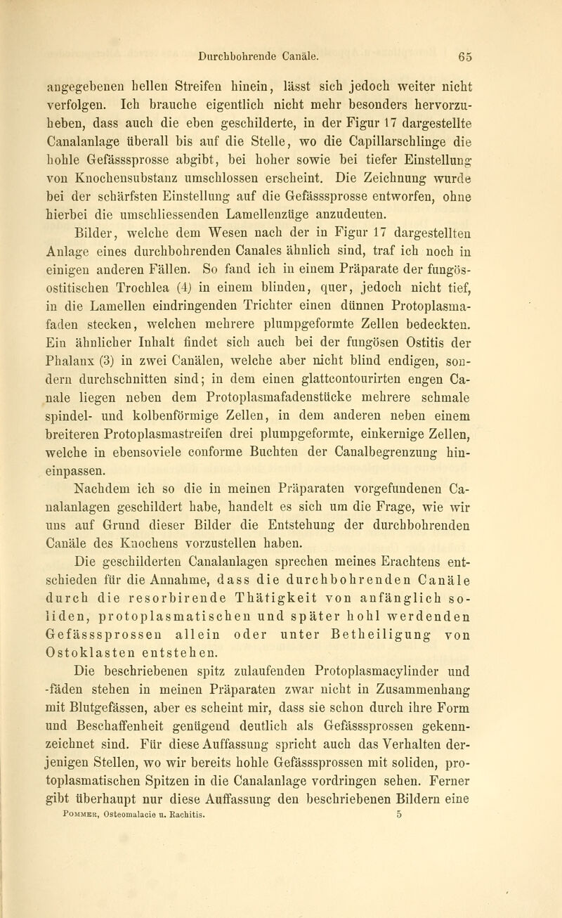 angegebenen hellen Streifen hinein, lässt sieh jedoch weiter nicht verfolgen. Ich brauche eigentlich nicht mehr besonders hervorzu- heben, dass auch die eben geschilderte, in der Figur 17 dargestellte Canalanlage überall bis auf die Stelle, wo die Capillarschlinge die hohle Gefässsprosse abgibt, bei hoher sowie bei tiefer Einstellung von Knochensubstanz umschlossen erscheint. Die Zeichnung wurde bei der schärfsten Einstellung auf die Gefässsprosse entworfen, ohne hierbei die umschliessenden Lamellenzüge anzudeuten. Bilder, welche dem Wesen nach der in Figur 17 dargestellten Anlage eines durchbohrenden Canales ähnlich sind, traf ich noch in einigen anderen Fällen. So fand icb in einem Präparate der fungös- ostitischen Trochlea (4j in einem blinden, quer, jedoch nicht tief, in die Lamellen eindringenden Trichter einen dünnen Protoplasma- faden stecken, welchen mehrere plumpgeformte Zellen bedeckten- Ein ähnlicher Inhalt findet sich auch bei der fungösen Ostitis der Phalanx (3) in zwei Canälen, welche aber nicht blind endigen, son- dern durchschnitten sind; in dem einen glattcontourirten engen Ca- näle liegen neben dem Protoplasmafadenstücke mehrere schmale Spindel- und kolbenförmige Zellen, in dem anderen neben einem breiteren Protoplasmastreifen drei plumpgeformte, einkernige Zellen, welche in ebensoviele conforme Buchten der Canalbegrenzung hin- einpassen. Nachdem ich so die in meinen Präparaten vorgefundenen Ca- nalanlagen geschildert habe, handelt es sich um die Frage, wie wir uns auf Grund dieser Bilder die Entstehung der durchbohrenden Canäle des Kaocliens vorzustellen haben. Die geschilderten Canalanlagen sprechen meines Erachtens ent- schieden für die Annahme, dass die durchbohrenden Canäle durch die resorbirende Thätigkeit von anfänglich so- liden, protoplasmatischen und später hohl werdenden Gefässsprossen allein oder unter Betheiligung von Ostoklasten entstehen. Die beschriebenen spitz zulaufenden Protoplasmacylinder und -fäden stehen in meinen Präparaten zwar nicht in Zusammenhang mit Blutgefässen, aber es scheint mir, dass sie schon durch ihre Form und Beschaffenheit genügend deutlich als Gefässsprossen gekenn- zeichnet sind. Für diese Auffassung spricht auch das Verhalten der- jenigen Stellen, wo wir bereits hohle Gefässsprossen mit soliden, pro- toplasmatischen Spitzen in die Canalanlage vordringen sehen. Ferner gibt überhaupt nur diese Auffassung den beschriebenen Bildern eine Pommes, Osteomalacie u. Kachitis. 5