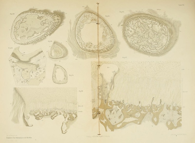 fig.60. Pommer.libBi-OstMiiiai.nu-ima idiiiiuis