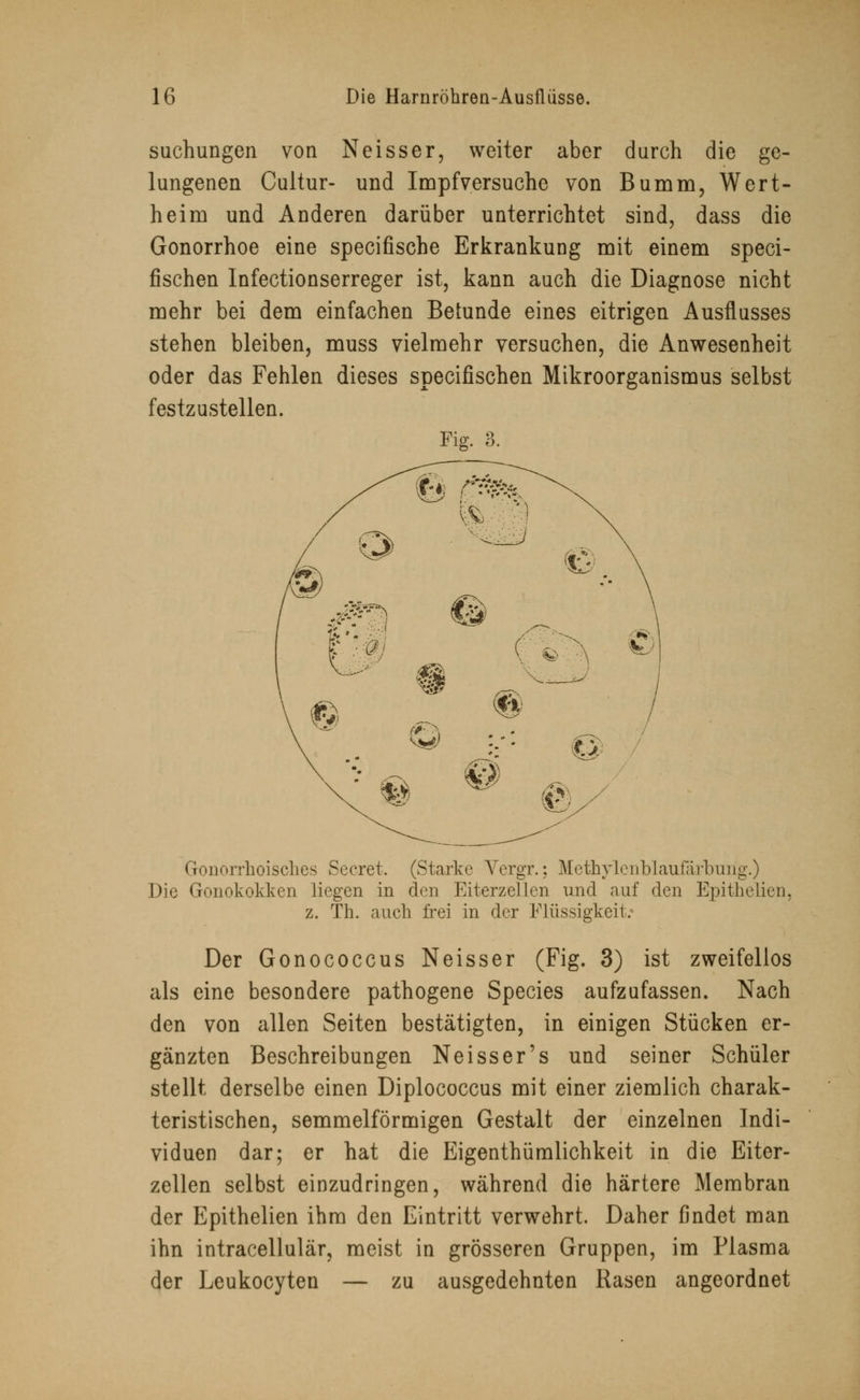 suchungen von Neisser, weiter aber durch die ge- lungenen Cultur- und Impfversuche von Bumm, Wert- heim und Anderen darüber unterrichtet sind, dass die Gonorrhoe eine specifische Erkrankung mit einem speci- fischen Infectionserreger ist, kann auch die Diagnose nicht mehr bei dem einfachen Befunde eines eitrigen Ausflusses stehen bleiben, muss vielmehr versuchen, die Anwesenheit oder das Fehlen dieses specifischen Mikroorganismus selbst festzustellen. Fig. 3. Gonorrhoisches Secret. (Starke Yergr.; Methylenblaufärbung.) Die Gonokokken liegen in den Eiterzellen und auf den Epithelial. z. Th. auch frei in der Flüssigkeit. Der Gonococcus Neisser (Fig. 3) ist zweifellos als eine besondere pathogene Species aufzufassen. Nach den von allen Seiten bestätigten, in einigen Stücken er- gänzten Beschreibungen Neisser's und seiner Schüler stellt derselbe einen Diplococcus mit einer ziemlich charak- teristischen, semmelförmigen Gestalt der einzelnen Indi- viduen dar; er hat die Eigenthümlichkeit in die Eiter- zellen selbst einzudringen, während die härtere Membran der Epithelien ihm den Eintritt verwehrt. Daher findet man ihn intracellulär, meist in grösseren Gruppen, im Plasma der Leukocyten — zu ausgedehnten Rasen angeordnet