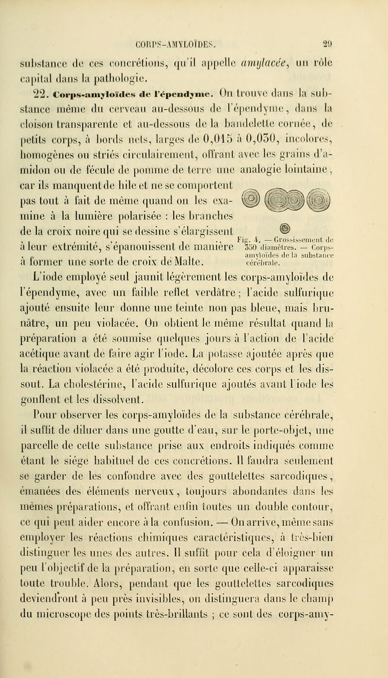 substance de ces coiiciétioiis, (jii il ;»|)|)elle armjldcéa, un lùlc capilal dans la pathologie. '22. €or|»s-ainyloïdes «le répciidyiiic. On tl'OUVC dans la SLlI)- slance incnie dn eei'vcau au-dessous de l'cpcndynie, dans la cloison Lrausparenle cl au-dessous delà bandelette cornée, de petits corps, à bords nets, larges de 0,015 à 0,030, incolores, homogènes ou striés circulairenient, offrant avec les grains d'a- midon ou de fécule de ponnne de terre une analogie lointaine, car ils manquent de hile et ne se comportent pas tout à fait de même quand on les exa- vv'Ji) lU mine à la lumière polarisée : les branches de la croix noire c|ui se dessine s'élargissent 9 , . , • , 7 t • 1 • ^ Fin- i. — Grossissement de a leur extrémité, s épanouissent de manière SoO diamètres. — corjis- , p , • 1 HT 1, amvloïdcs de la substance a tormcr une sorte de croix de Malte. cérébrale. L'iode employé seul jaunit légèrement les corps-amyloïdes de l'épendyme, avec un faible reflet verdâtre ; l'acide sulfuritjue ajouté ensuite leur donne une teinte non pas bleue, mais bru- nâtre, un peu violacée. On obtient le même résultat quand la préparation a été soumise quelques jours à l'action de l'acide acétique avant de faire agir l'iode. La potasse ajoutée après que la réaction violacée a été produite, décolore ces corps et les dis- sout. La cbolestérine, l'acide sulfurique ajoutés avant l'iode les gonflent et les dissolvent. Pour observer les corps-amyloïdes de la substance cérébrale, il suffit de diluer dans une goutte d'eau, sur le porte-objet, une parcelle de cette substance prise aux endroits inditjués comme étant le siège habituel de ces concrétions. Il faudra seulement se garder de les confondre avec des gouttelettes sarcodiques, émanées des éléments nerveux, toujours abondantes dans les mêmes préparations, et offrant enfin toutes un double contour, ce qui peut aider encore à la confusion. — On arrive, même sans employer les réactions chimiques caractéristiques, à très-bien distinguer les unes des autres. Il suffit pour cela d'éloigner un peu l'objectif de la préparation, en sorte que celle-ci apparaisse toute trouble. Alors, pendant que les gouttelettes sarcodiques deviendront à peu près invisibles, on distinguera dans le champ du microscope des points très-brillants ; ce sont des corps-amy-