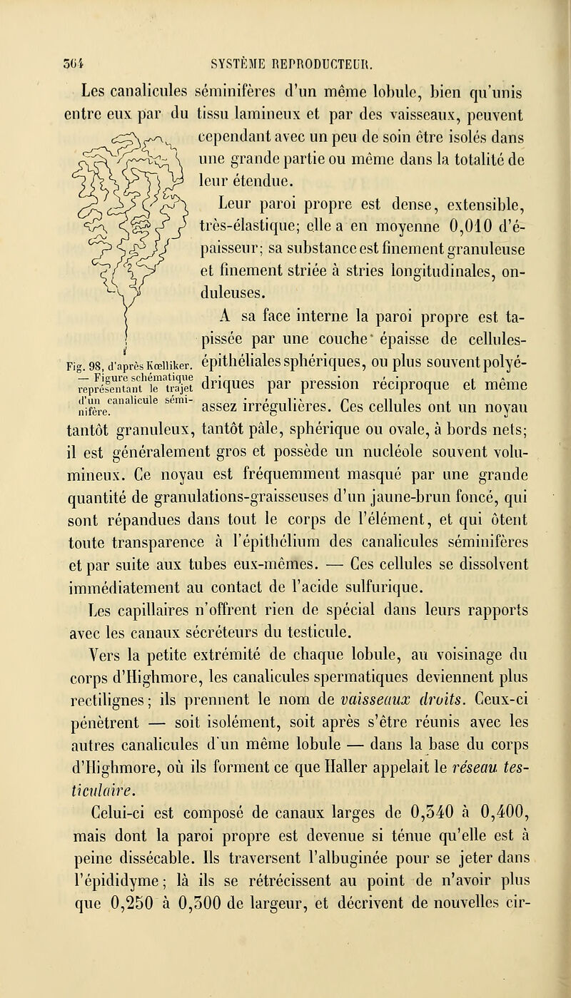 Les canalicules séminifères d'un même lol)ulc, bien qu'unis entre eux par du tissu lamineux et par des vaisseaux, peuvent cependant avec un peu de soin être isolés dans une grande partie ou même dans la totalité de leur étendue. Leur paroi propre est dense, extensible, très-élastique; elle a en moyenne 0,010 d'é- paisseur; sa substance est finement granuleuse et finement striée à stries longitudinales, on- duleuses. A sa face interne la paroi propre est ta- pissée par une couche' épaisse de cellules- Fig. 98, d'aprèsKœiiiker. épithélialcssphériques, ou plus souventpolyé- féfratan't'ir'Tra^èt driques par pression réciproque et même vêpres d'un^canaiicuie sémi- ^^^^^ irrégulièrcs. Ccs cellulcs out UH uoyau tantôt granuleux, tantôt pâle, sphérique ou ovale, à bords nets; il est généralement gros et possède un nucléole souvent volu- mineux. Ce noyau est fréquemment masqué par une grande quantité de granulations-graisseuses d'un jaune-brun foncé, qui sont répandues dans tout le corps de l'élément, et qui ôtent toute transparence à l'épithclium des canalicules séminifères et par suite aux tubes eux-mêmes. — Ces cellules se dissolvent immédiatement au contact de l'acide sulfurique. Les capillaires n'offrent rien de spécial dans leurs rapports avec les canaux sécréteurs du testicule. Vers la petite extrémité de chaque lobule, au voisinage du corps d'Highmore, les canalicules spermatiques deviennent plus rectilignes ; ils prennent le nom de vaisseaux droits. Ceux-ci pénètrent — soit isolément, soit après s'être réunis avec les autres canalicules d'un même lobule — dans la base du corps d'Highmore, où ils forment ce que Haller appelait le réseau tes- ticulaire. Celui-ci est composé de canaux larges de 0,540 à 0,400, mais dont la paroi propre est devenue si ténue qu'elle est à peine dissécable. Ils traversent l'albuginée pour se jeter dans l'épididyme ; là ils se rétrécissent au point de n'avoir plus que 0,250 à 0,300 de largeur, et décrivent de nouvelles cir-