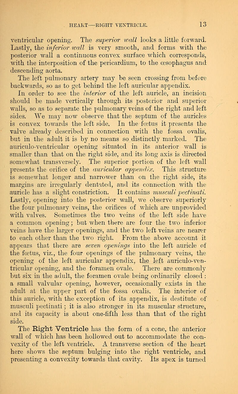 ventricular opening. The superior wall looks a little forward. Lastly, the inferior wall is very smooth, and forms with the posterior wall a continuous convex surface which corresponds, with the interposition of the pericardium, to the oesophagus and descending aorta. The left pulmonary artery may be seen crossing from before backwards, so as to get behind the left auricular appendix. In order to see the interior of the left auricle, an incision should be made vertically through its posterior and superior walls, so as to separate the pulmonary veins of the right and left sides. We may now observe that the septum of the auricles is convex towards the left side. In the foetus it presents the valve already described in connection with the fossa ovalis, but in the adult it is by no means so distinctly marked. The auriculo-ventricular opening situated in its anterior wall is smaller than that on the right side, and its long axis is directed somewhat transversely. The superior portion of the left wall presents the orifice of the auricular appendix. This structure is somewhat longer and narrower than on the right side, its margins are irregularly dentated, and its connection with the auricle has a slight constriction. It contains musculi pecfmati. Lastly, opening into the posterior wall, we observe superiorly the four pulmonary veins, the orifices of which are unprovided with valves. Sometimes the two veins of the left side have a common opening; but when there are four the two inferior veins have the larger openings, and the two left veins are nearer to each other than the two right. From the above account it appears that there are seven openings into the left auricle of the foetus, viz., the four openings of the pulmonary veins, the opening of the left auricular appendix, the. left auriculo-ven- tricular opening, and the foramen ovale. There are commonly but six in the adult, the foramen ovale being ordinarily closed : a small valvular opening, however, occasionally exists in the adult at the upper part of the fossa ovalis. The interior of this auricle, with the exception of its appendix, is destitute of musculi pectinati; it is also stronger in its muscular structure, and its capacity is about one-fifth less than that of the right side. The Right Ventricle has the form of a cone, the anterior wall of which has been hollowed out to accommodate the con- vexity of the left ventricle. A transverse section of the heart here shows the septum bulging into the right ventricle, and presenting a convexity towards that cavity. Its apex is turned