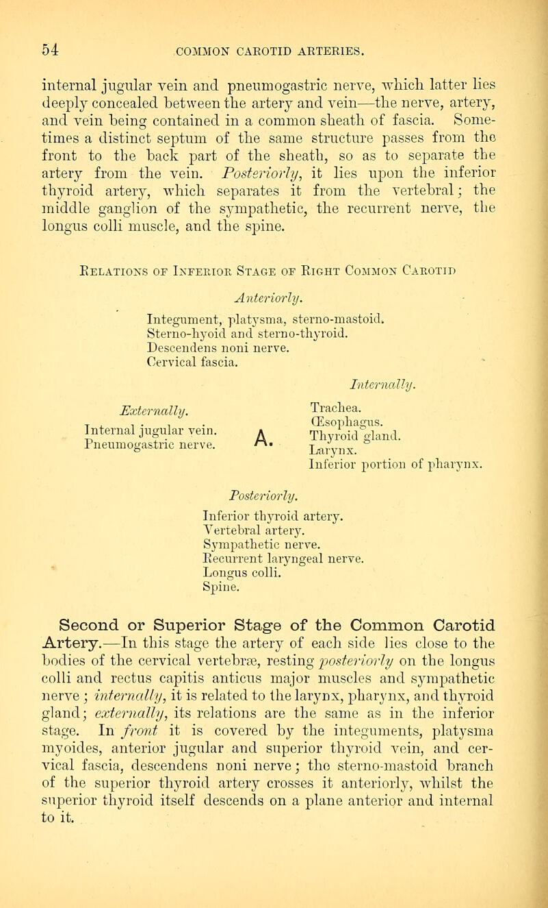 internal jugular vein and pneumogastric nerve, which latter lies deeply concealed between the artery and vein—the nerve, artery, and vein being contained in a common sheath of fascia. Some- times a distinct septum of the same structure passes from the front to the back part of the sheath, so as to separate the artery from the vein. Posteriorly, it lies upon the inferior thyroid artery, which separates it from the vertebral; the middle ganglion of the sympathetic, the recurrent nerve, the longus colli muscle, and the spine. Relations of Inferior Stage of Right Common Carotid Anteriorly. Integument, platysma, sterno-mastoid. Sterno-hyoid and sterno-thyroid. Descendens noni nerve. Cervical fascia. Internally. Externally. Trachea. (Esophagus. Internal jugular vein. a Thyroid gland. rneumogastnc nerve. r\* Larvnx Inferior portion of pharynx. Posteriorly. Inferior thyroid artery. Vertebral artery. Sympathetic nerve. Recurrent laryngeal nerve. Longus colli. Spine. Second or Superior Stage of the Common Carotid Artery.—In this stage the artery of each side lies close to the bodies of the cervical vertebrae, resting posteriorly on the longus colli and rectus capitis anticus major muscles and sympathetic nerve ; internally, it is related to thelaryDX, pharynx, and thyroid gland; externally, its relations are the same as in the inferior stage. In front it is covered by the integuments, platysma myoides, anterior jugular and superior thyroid vein, and cer- vical fascia, descendens noni nerve; tho sterno-mastoid branch of the superior thyroid artery crosses it anteriorly, whilst the superior thyroid itself descends on a plane anterior and internal to it.