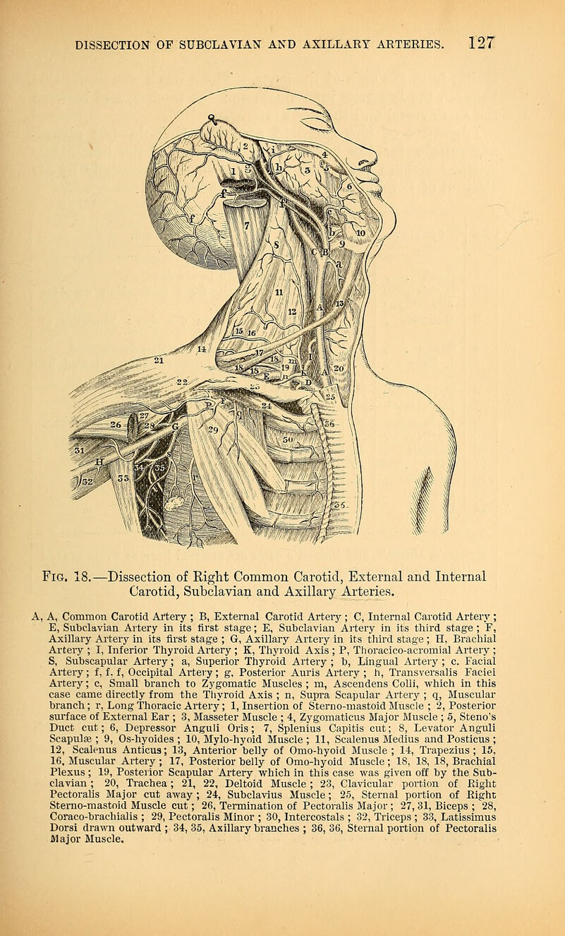 Fig. 18.—Dissection of Right Common Carotid, External and Internal Carotid, Subclavian and Axillary Arteries. A, A, Common Carotid Artery ; B, External Carotid Artery ; C, Internal Carotid Artery ; E, Subclavian Artery in its first stage; E, Subclavian Artery in its third stage ; F, Axillary Artery in its first stage ; G, Axillary Artery in its third stage ; H, Brachial Artery ; I, Inferior Thyroid Artery ; K, Thyroid Axis ; P, Thoracico-acromial Artery ; S, Subscapular Artery; a, Superior Thyroid Artery ; b, Lingual Artery ; c. Facial Artery; f, I. f, Occipital Artery; g, Posterior Auris Artery ; h, Transversalis Faciei Artery; c, Small branch to Zygomatic Muscles ; m, Ascendens Colli, which in this case came directly from the Thyroid Axis ; n, Supra Scapular Artery ; q, Muscular branch; r, Long Thoracic Artery; 1, Insertion of Sterno-mastoid Muscle ; 2, Posterior surface of External Ear ; 3, Masseter Muscle ; 4, Zygomaticus Major Muscle ; 5, Steno's Duct cut; 6, Depressor Anguli Oris; 7, Splenius Capitis cut; 8, Levator Anguli Scapula?; 9, Os-hyoides ; 10, Mylo-hyoid Muscle ; 11, Scalenus Medius and Posticus ; 12, Scalenus Anticus; 13, Anterior belly of Omo-hyoid Muscle ; 14, Trapezius ; 15, 16. Muscular Artery; 17, Posterior belly of Omo-hyoid Muscle; 18, 18, 18, Brachial Plexus; 19, Posterior Scapular Artery which in this case was given off by the Sub- clavian ; 20, Trachea; 21, 22, Deltoid Muscle ; 23, Clavicular portion of Right Pectoralis Major cut away ; 24, Subclavius Muscle; 25, Sternal portion of Right Sterno-mastoid Muscle cut; 26, Termination of Pectoralis Major ; 27,31, Biceps ; 28, Coraco-brachialis ; 29, Pectoralis Minor ; 30, Intercostals ; 32, Triceps ; 33, Latissimus Dorsi drawn outward ; 34, 35, Axillary branches ; 36, 36, Sternal portion of Pectoralis Major Muscle.