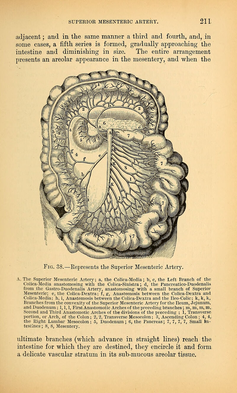 adjacent; and in the same manner a third and fourth, and, in some cases, a fifth series is formed, gradually approachiog the intestine and diminishing in size. The entire arrangement presents an areolar appearance in the mesentery, and when the Fig. 38.—Represents the Superior Mesenteric Artery. A. The Superior Mesenteric Artery; a, the Coliea-Media; b, c, the Left Branch of the Colica-Media anastomosing with the Colica-Sinistra; d, the Pancreatico-Duodenalis from the Gastro-Duodenalis Artery, anastomosing with a small branch of Superior Mesenteric; e, the Colica-Dextra; f, g, Anastomosis between the Colica-Dextra and Colica-Media; h, i, Anastomosis between the Colica-Dextra and the Ileo-Colic; k, k, k, Branches from the convexity of the Superior Mesenteric Artery for the Ileum, Jejunum, and Duodenum; 1,1,1, First Anastomotic Arches of the preceding branches; m, m, m, m, Second and Third Anastomotic Arches of the divisions of the preceding ; i, Transverse portion, or Arch, of the Colon; 2, 2, Transverse Mesocolon; 3, Ascending Colon ; 4, 4, the Right Lumbar Mesocolon; 5, Duodenum; 6, the Pancreas; 7, 7, 7, 7, Small In- testines ; 8, S, Mesentery. ultimate hranch.es (which advance in straight lines) reach the intestine for which they are destined, they encircle it and form a delicate vascular stratum in its suh-mucous areolar tissue.