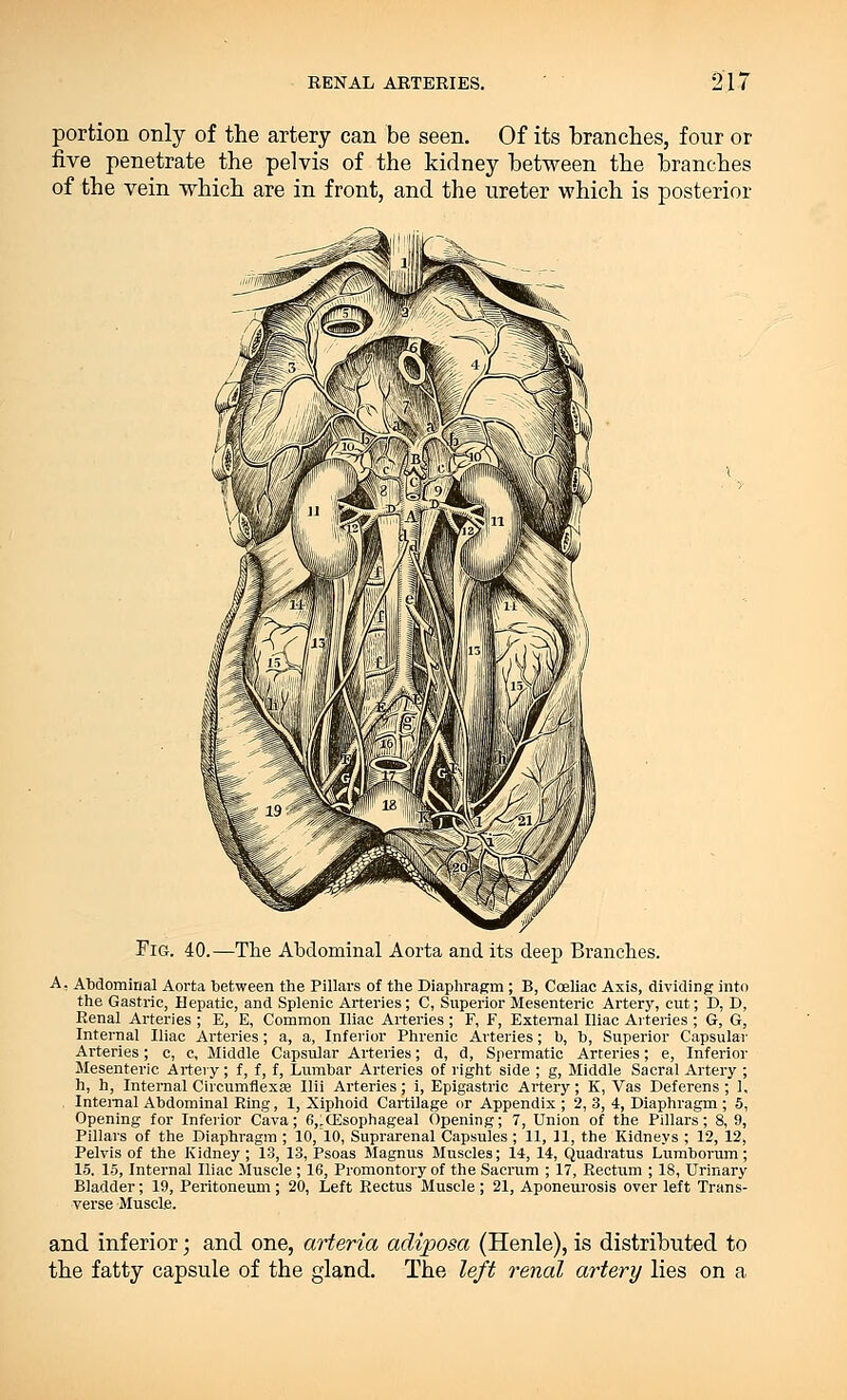 portion only of the artery can be seen. Of its branches, four or five penetrate the pelvis of the kidney between the branches of the vein which are in front, and the ureter which is posterior Fig. 40.—The Abdominal Aorta and its deep Branches. A. Abdominal Aorta between the Pillars of the Diaphragm ; B, Coeliac Axis, dividing into the Gastric, Hepatic, and Splenic Arteries; C, Superior Mesenteric Artery, cut; D, D, Renal Arteries ; E, E, Common Iliac Arteries ; F, F, External Iliac Arteries ; G, G, Internal Iliac Arteries; a, a, Inferior Phrenic Arteries; b, b, Superior Capsular Arteries; c, c, Middle Capsular Arteries; d, d, Spermatic Arteries; e, Inferior Mesenteric Artery; f, f, f, Lumbar Arteries of right side ; g, Middle Sacral Artery ; h, h, Internal Circumflexse Ilii Arteries; i, Epigastric Artery; K, Vas Deferens; 1, Internal Abdominal Ring, 1, Xiphoid Cartilage or Appendix ; 2, 3, 4, Diaphragm ; 5, Opening for Inferior Cava; (^(Esophageal Opening; 7, Union of the Pillars; 8, 9, Pillars of the Diaphragm ; 10, 10, Suprarenal Capsules ; 11, 11, the Kidneys ; 12, 12, Pelvis of the Kidney ; 13, 13, Psoas Magnus Muscles; 14, 14, Quadratus Lumborum; 15. 15, Internal Iliac Muscle ; 16, Promontory of the Sacrum ; 17, Rectum ; 18, Urinary Bladder; 19, Peritoneum; 20, Left Rectus Muscle; 21, Aponeurosis over left Trans- verse Muscle. and inferior; and one, arteria adiposa (Henle), is distributed to the fatty capsule of the gland. The left renal artery lies on a