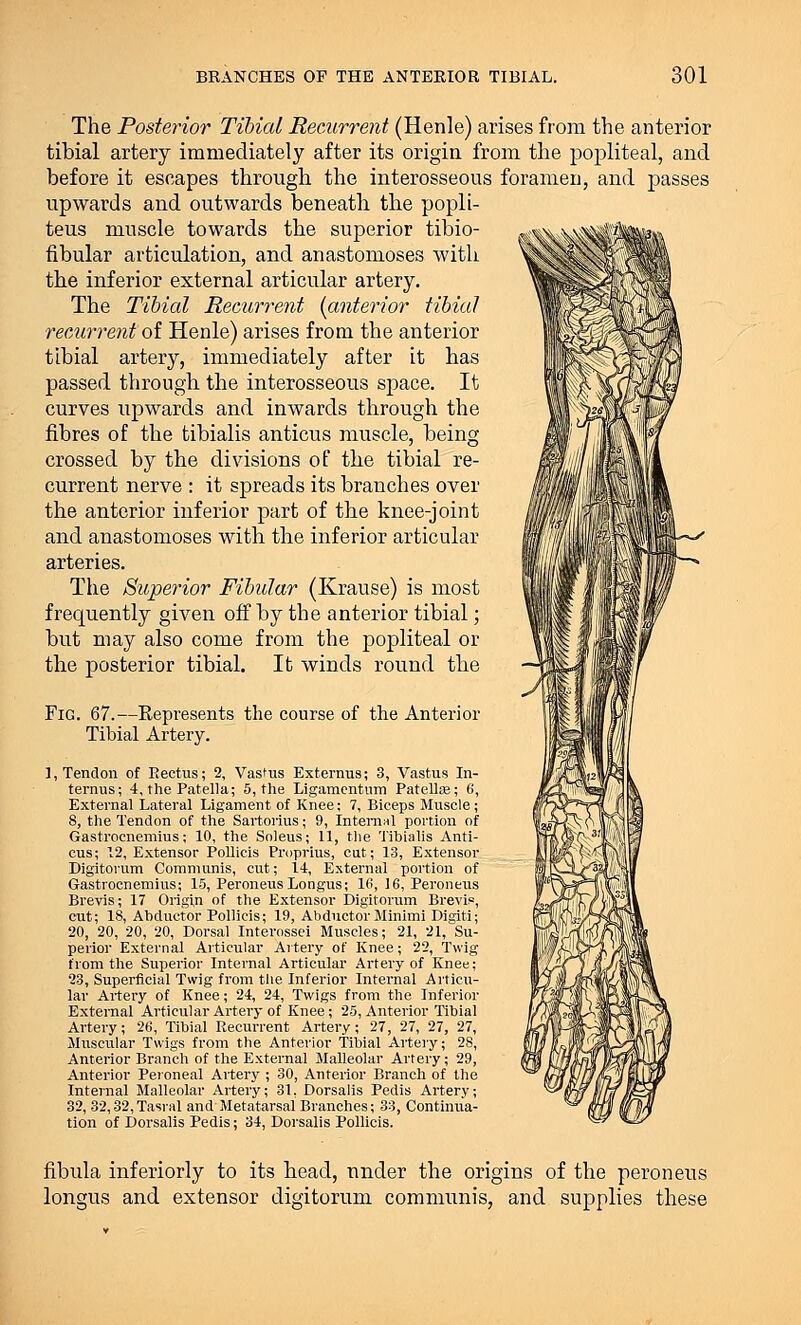 The Posterior Tibial Recurrent (Henle) arises from the anterior tibial artery immediately after its origin, from the popliteal, and before it escapes through the interosseous foramen, and passes upwards and outwards beneath the popli- teus muscle towards the superior tibio- fibular articulation, and anastomoses with the inferior external articular artery. The Tibial Recurrent (anterior tibial recurrent of Henle) arises from the anterior tibial artery, immediately after it has passed through the interosseous space. It curves upwards and inwards through the fibres of the tibialis anticus muscle, being crossed by the divisions of the tibial re- current nerve : it spreads its branches over the anterior inferior part of the knee-joint and anastomoses with the inferior articular arteries. The Superior Fibular (Krause) is most frequently given off by the anterior tibial; but may also come from the popliteal or the posterior tibial. It winds round the Fig. 67.—Represents the course of the Anterior Tibial Artery. 1, Tendon of Rectus; 2, Vastus Externus; 3, Vastus In- terniis; 4, the Patella; 5, the Ligamentum Patella?; 6, External Lateral Ligament of Knee; 7, Biceps Muscle; S, the Tendon of the Sartorius; 9, Internal portion of Gastrocnemius; 10, the Soleus; 11, the Tibialis Anti- cus; 12, Extensor Pollicis Proprius, cut; 13, Extensor Digitorum Communis, cut; 14, External portion of Gastrocnemius; 15, Peroneirs Longus; 16, 16, Peroneus Brevis; 17 Origin of the Extensor Digitorum Brevis, cut; 18, Abductor Pollicis; 19, Abductor Minimi Digiti; 20, 20, 20, 20, Dorsal Interossei Muscles; 21, 21, Su- perior External Articular Artery of Knee; 22, Twig from the Superior Internal Articular Artery of Knee; 23, Superficial Twig from the Inferior Internal Articu- lar Artery of Knee; 24, 24, Twigs from the Inferior External Articular Artery of Knee; 25, Anterior Tibial Artery; 26, Tibial Recurrent Artery; 27, 27, 27, 27, Muscular Twigs from the Anterior Tibial Artery; 28, Anterior Branch of the External Malleolar Artery; 29, Anterior Peroneal Artery ; 30, Anterior Branch of the Internal Malleolar Artery; 81. Dorsalis Pedis Artery; 32, 32,32,Tasral and Metatarsal Branches; 33, Continua- tion of Dorsalis Pedis; 34, Dorsalis Pollicis. fibula inferiorly to its head, under the origins of the peroneus longus and extensor digitorum communis, and supplies these