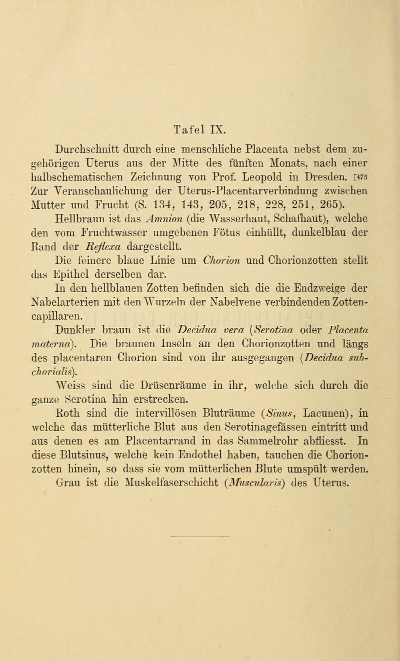 Durchschnitt durch eine menschliche Placenta nebst dem zu- gehörigen Uterus aus der Mitte des fünften Monats, nach einer halbschematischen Zeichnung von Prof. Leopold in Dresden. [475 Zur Veranschaulichung der Uterus-Placentarverbindung zwischen Mutter und Frucht (S. 134, 143, 205, 218, 228, 251, 265). Hellbraun ist das Amnion (die Wasserhaut, Schaf haut), welche den vom Fruchtwasser umgebenen Fötus einhüllt, dunkelblau der Rand der Reßexa dargestellt. Die feinere blaue Linie um Chorion und Chorionzotten stellt das Epithel derselben dar. In den hellblauen Zotten befinden sich die die Endzweige der Nabelarterien mit den Wurzeln der jSTabelvene verbindenden Zotten- capillaren. Dunkler braun ist die Decidua vera [Serotina oder Placenta materna). Die braunen Inseln an den Chorionzotten und längs des placentaren Chorion sind von ihr ausgegangen [Decidua suh- chorialis). Weiss sind die Drüsenräume in ihr, welche sich durch die ganze Serotina hin erstrecken. Eoth sind die intervillösen Bluträume (Sinus, Lacunen), in welche das mütterliche Blut aus den Serotinagefässen eintritt und aus denen es am Placentarrand in das Sammelrohr abfliesst. In diese Blutsinus, welche kein Endothel haben, tauchen die Chorion- zotten hinein, so dass sie vom mütterlichen Blute umspült werden. Grau ist die Muskelfaserschicht (Muscularis) des Uterus.