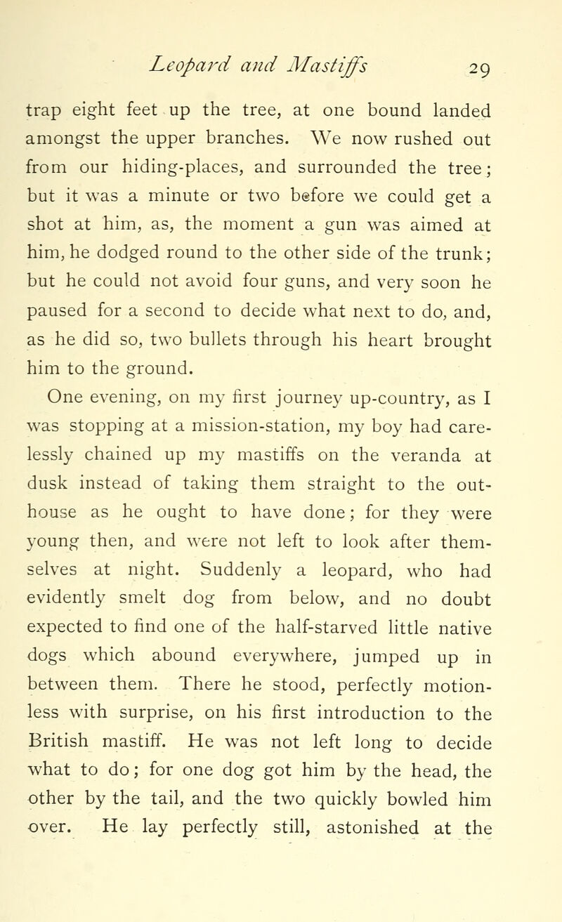 trap eight feet up the tree, at one bound landed amongst the upper branches. We now rushed out from our hiding-places, and surrounded the tree; but it was a minute or two before we could get a shot at him, as, the moment a gun was aimed at him, he dodged round to the other side of the trunk; but he could not avoid four guns, and very soon he paused for a second to decide what next to do, and, as he did so, two bullets through his heart brought him to the ground. One evening, on my first journey up-country, as I was stopping at a mission-station, my boy had care- lessly chained up my mastiffs on the veranda at dusk instead of taking them straight to the out- house as he ought to have done; for they were young then, and were not left to look after them- selves at night. Suddenly a leopard, who had evidently smelt dog from below, and no doubt expected to find one of the half-starved little native dogs which abound everywhere, jumped up in between them. There he stood, perfectly motion- less with surprise, on his first introduction to the British mastiff. He was not left long to decide what to do; for one dog got him by the head, the other by the tail, and the two quickly bowled him over. He lay perfectly still, astonished at the