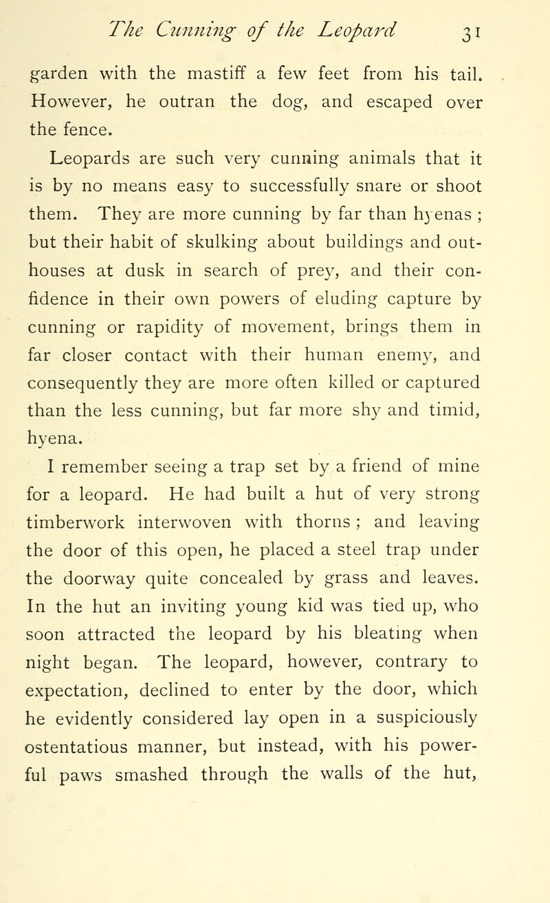 garden with the mastiff a few feet from his tail. However, he outran the dog, and escaped over the fence. Leopards are such very cunning animals that it is by no means easy to successfully snare or shoot them. They are more cunning by far than hyenas ; but their habit of skulking about buildings and out- houses at dusk in search of prey, and their con- fidence in their own powers of eluding capture by cunning or rapidity of movement, brings them in far closer contact with their human enemy, and consequently they are more often killed or captured than the less cunning, but far more shy and timid, hyena. I remember seeing a trap set by a friend of mine for a leopard. He had built a hut of very strong timberwork interwoven with thorns; and leaving the door of this open, he placed a steel trap under the doorway quite concealed by grass and leaves. In the hut an inviting young kid was tied up, who soon attracted the leopard by his bleating when night began. The leopard, however, contrary to expectation, declined to enter by the door, which he evidently considered lay open in a suspiciously ostentatious manner, but instead, with his power- ful paws smashed through the walls of the hut,