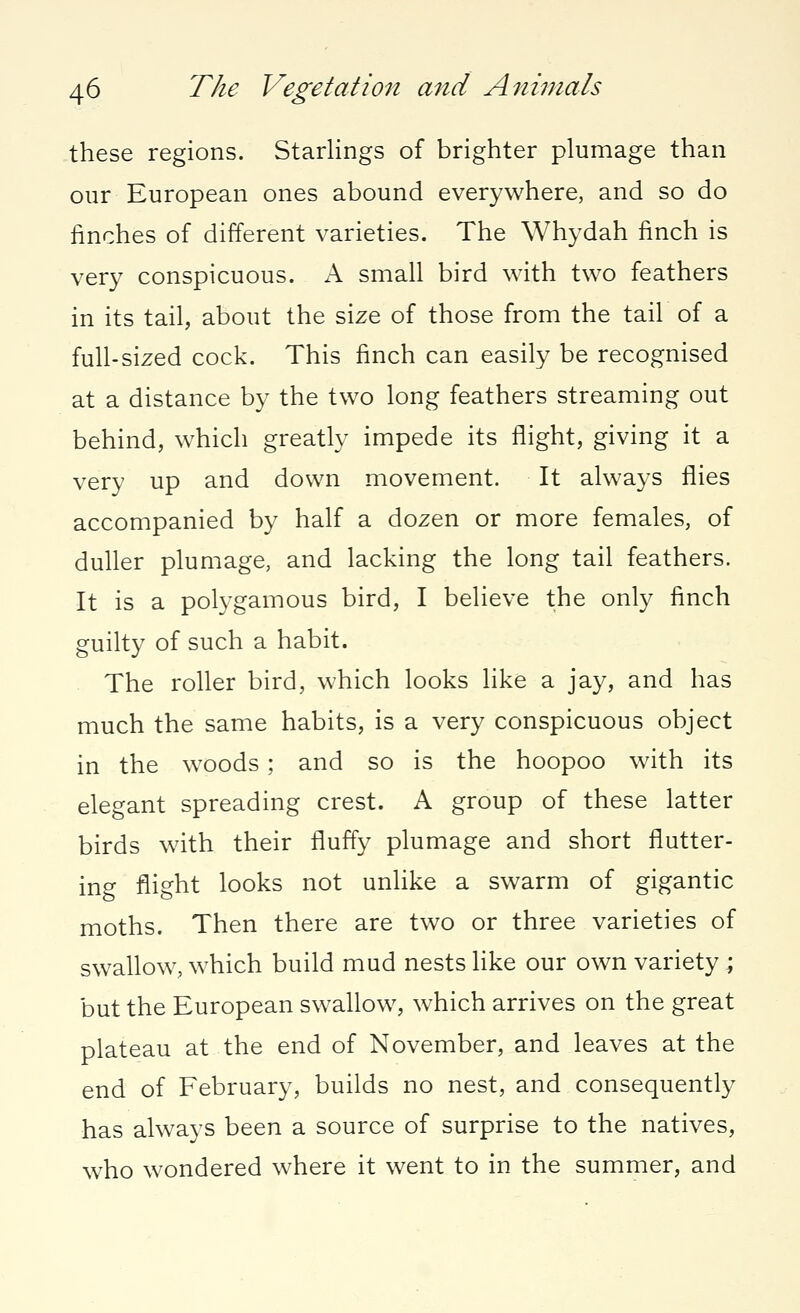 these regions. Starlings of brighter plumage than our European ones abound everywhere, and so do finches of different varieties. The Whydah finch is very conspicuous. A small bird with two feathers in its tail, about the size of those from the tail of a full-sized cock. This finch can easily be recognised at a distance by the two long feathers streaming out behind, which greatly impede its flight, giving it a very up and down movement. It always flies accompanied by half a dozen or more females, of duller plumage, and lacking the long tail feathers. It is a polygamous bird, I believe the only finch guilty of such a habit. The roller bird, which looks like a jay, and has much the same habits, is a very conspicuous object in the woods; and so is the hoopoo with its elegant spreading crest. A group of these latter birds with their fluffy plumage and short flutter- ing flight looks not unlike a swarm of gigantic moths. Then there are two or three varieties of swallow, which build mud nests like our own variety; but the European swallow, which arrives on the great plateau at the end of November, and leaves at the end of February, builds no nest, and consequently has always been a source of surprise to the natives, who wondered where it went to in the summer, and