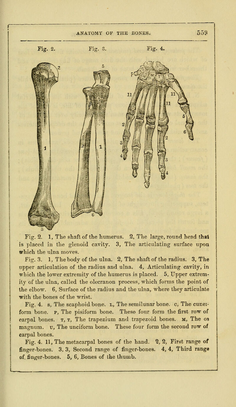 Fig. 2. Ficf, 3, Fig. 4. Fic^. 2. 1, The shaft of the humerus. 2, The large, round head that is placed in the glenoid cavity. 3, Tlie articulating surface upon which the ulna moves. Fig. 3. 1, The body of the ulna. 2, The shaft of the radius. 3, The upper articulation of the radius and ulna. 4, Articulating cavity, in which the lower extremity of the humerus is placed. 5, Upper extrem- ity of the ulna, called the olecranon process, which forms the point of the elbow. 6, Surface of the radius and the ulna, where they articulate with the bones of the wrist. Fig. 4. s, The scaphoid bone, l. The semilunar bone, c. The cunei- form bone, p. The pisiform bone. These four form the first row of carpal bones, t, t, The trapezium and trapezoid bones, m, The oa masrnura. u, The unciform bone. These four form the second row of carpal bones. Fig. 4. 11, The metacarpal bones of the hand. 2, 2, First range of finger-bones. 3, 3, Second range of finger-bones. 4, 4, Third range of fiuf^er-bones. 5, 6, Bones of the thumb.