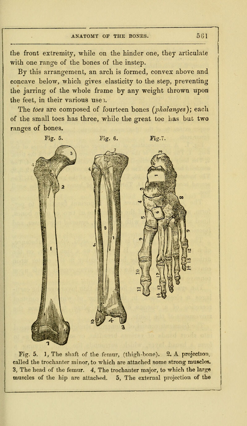 the front extremity, while on the hinder one, they articulate with one range of the bones of the instep. By this arrangement, an arch is formed, convex above and concave below, which gives elasticity to the step, preventing the jarring of the whole frame by any weight thrown upon the feet, in their various usei. The toes are composed of fourteen bones (^phalanges)) each of the small toes has three, while the great toe has but two ranores of bones. Fig. 5. Fig. 6. Ficr.T. Fig. 5. ], The shaft of the femur, (thio^h-hone). 2. A projection, called the trochanter minor, to which are attached some strong muscles. 3, The head of the femur. 4, The trochanter major, to which the large muscles of the hip arc attached. 5, The external projection of the