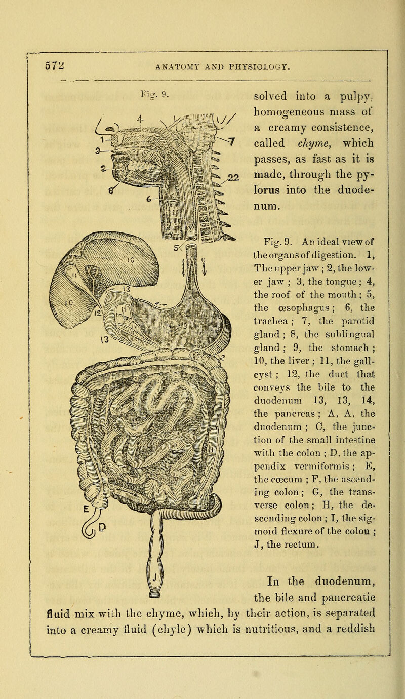 Fio\ 9. solved into a pu]j)y.. homoo-eneous mass of a creamy consistence, called chyme, which passes, as fast as it is made, through the py- lorus into the duode- num. Fig. 9. Av. ideal view of the organs of digestion. 1, The upper jaw; 2, the low- er jaAv ; 3, the tongue ; 4, the roof of the mouth; 5, the OBSopliagus; 6, the trachea ; 7, the parotid gland ; 8, the sublingu.al gland; 9, tlie stomach ; 10, the liver ; 11, the gall- cyst ; 12, the duct that conveys the bile to the duodenum 13, 13, 14, the pancreas ; A, A, the duodenum ; C, the junc- tion of the small intestine with the colon ; D, the ap- pendix vermiformis; E, the ccecum ; F, the ascend- ing colon; G, the trans- verse colon; H, the de- scending colon ; I, the sig- moid flexure of the colon ; J, the rectum. In the duodenum, the bile and pancreatic fluid mix with the chyme, which, by their action, is separated into a creamy fluid (chyle) which is nutritious, and a reddish