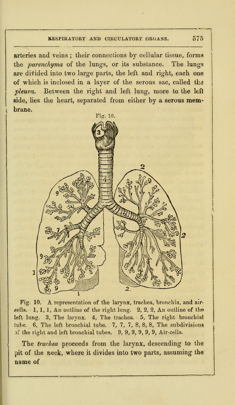 arteries and veins ; tlieir connections by cellular tissue, forms the 'parenchyma of the lungs, or its substance. The lungs are div^ided into two large parts, the left and right, each one of which is inclosed in a layer of the serous sac, called the pleura. Between the right and left lung, more to the left side, lies the heart, separated from either by a serous mem- brane. Fisr. 10. Fig. 10. A representation of the larynx, trachea, bronchia, and air- eells. 1, 1, 1, An outline of the right lung. 2, 2, 2, An outline of the left lung. 3, The laiynx. 4, The trachea. 5, The right bronchial i^ule. 6, The left bronchial tube. 7, 7, 7, 8, 8, 8, The subdivisions :il the right and left bronchial tubes. 9, 9, 9, 9, 9, 9, Air-cells. The trachea proceeds from the larynx, descending to the pit of the neck, where it divides into two parts, assuming the name of