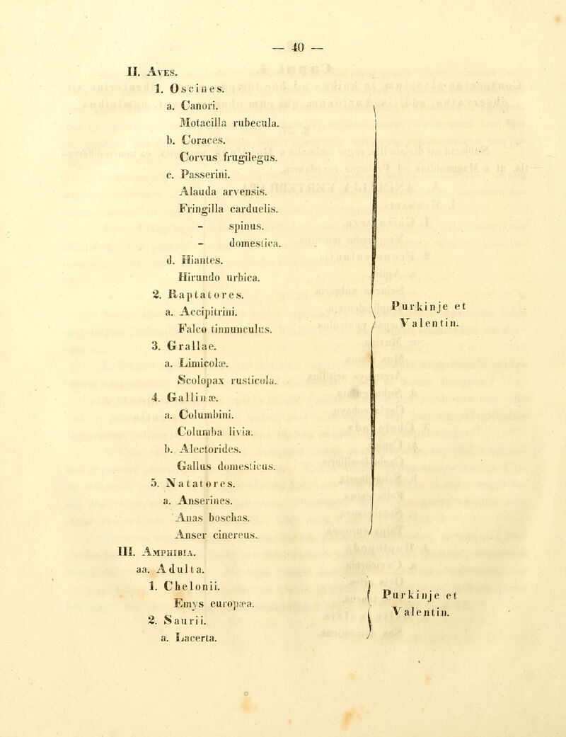 II. AVES. 1. Oscines. a. Canori. Motacilla rubecula. b. Coraces. Corvus frugilegus. c. Passerini. Alauda arvensis. Fringilla carduelis. spinus. - domeslica. d. Hiaiites. Hirundo urbica. 2. Raptatores. a. Accipitriiii. Falco tinnunculus. 3. Grallae. a. Limicolte. Scolopa.x rusticola. 4. Galliiije. a. Columbini. Coluniba Ii\ia. b. Alectorides. Gallus domesticus. 5. Natatores. a. Anserines. Anas boschas. Anser cinereus. III. Amphibia. aa. Adulta. 1. Chelonii. Emvs europ;ra. 2. Saurii. a. liacerta. Purkinje et / Valentin. Purkinje et Valentin.