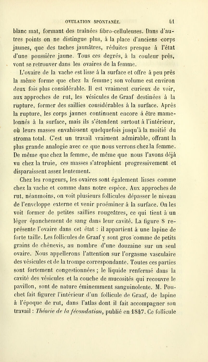 blanc mat, formant des traînées fibro-celluleuses. Dans d'au- tres points on ne distingue plus, à la place d'anciens -corps jaunes, que des taches jaunâtres, réduites presque à l'état d'une poussière jaune. Tous ces degrés, à la couleur près, vont se retrouver dans les ovaires de la femme. L'ovaire de la vache est lisse à la surface et offre à peu près la même forme que chez la femme; son volume est environ deux fois plus considérable. Il est vraiment curieux de voir, aux approches de rut, les vésicules de Graaf destinées à la rupture, former des saillies considérables à la surface. Après la rupture, les corps jaunes continuent encore à être mame- lonnés à la surface, mais ils s'étendent surtout à l'intérieur, où leurs masses envahissent quelquefois jusqu'à la moitié du stroma total. C'est un travail vraiment admirable, offrant la plus grande analogie avec ce que nous verrons chez la femme. De même que chez la femme, de même que nous l'avons déjà vu chez la truie, ces masses s'atrophient progressivement et disparaissent assez lentement. Chez les rongeurs, les ovaires sont également lisses comme chez la vache et comme dans notre espèce. Aux approches de rut, néanmoins, on voit plusieurs follicules dépasser le niveau de l'enveloppe externe et venir proéminer à la surface. On les voit former de petites saillies rougeâtres, ce qui tient à un léger épanchement de sang dans leur cavité. La figure 8 re- présente l'ovaire dans cet état : il appartient à une lapine de forte taille. Les follicules de Graaf y sont gros comme de petits grains de chènevis, au nombre d'une douzaine sur un seul ovaire. Nous appellerons l'attention sur l'orgasme vasculaire des vésicules et de la trompe correspondante. Toutes ces parties sont fortement congestionnées ; le liquide renfermé dans la cavité des vésicules et la couche de mucosités qui recouvre le pavillon, sont de nature éminemment sanguinolente. M. Pou- chet fait figurer l'intérieur d'un follicule de Graaf, de lapine à l'époque de rut, dans l'atlas dont il fait accompagner son travail : Théorie de la fécondation, publié en 18ZI7. Ce follicule