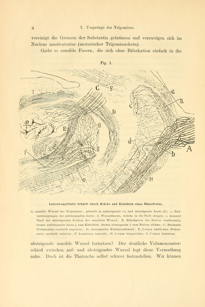 vereinigt die Grenzen der Substantia gelatiaosa und verzweigen sich im Niicleus masticatorius (motorischer Trigeminuskern). Giebt es sensible Fasern, die sich ohne Bifurkation einfach in die Fig. 1. Later.al-sagittaler Schnitt durch Brücke und Kleinhirn eines Mäusefoetus. A, sensible Wurzel des Trigeminus, getUeilt in aufsteigende (a) und absteigende Aeste (6); c, End- verzweigungen der aufsteigenden Aeste; d, Wurzelfasern, welche in die Tiefe steigen; e, hinterer Theil der absteigenden Portion der sensiblen Wurzel; B, Bifurkation des Nervus vestibularis, dessen aufsteigende Aeste g zum Kleinhirn, dessen absteigende f zum Bulbus ziehen; C, Bindearm (Pedunculus cerebelli superior); D, absteigendes Kleinhirnbündel; E, Corpus restiforme (Pedun- culus cerebelli inferior); F, Lemniscus lateralis; H, Corpus trapezoides; 0, Corpus dentatum. absteigende sensible Wurzel fortsetzen? Der deutliche Volumensunter- schied zwischen auf- und absteigender Wurzel legt diese Vermuthung nahe. Doch ist die Thatsache selbst schwer festzustellen. Wir können