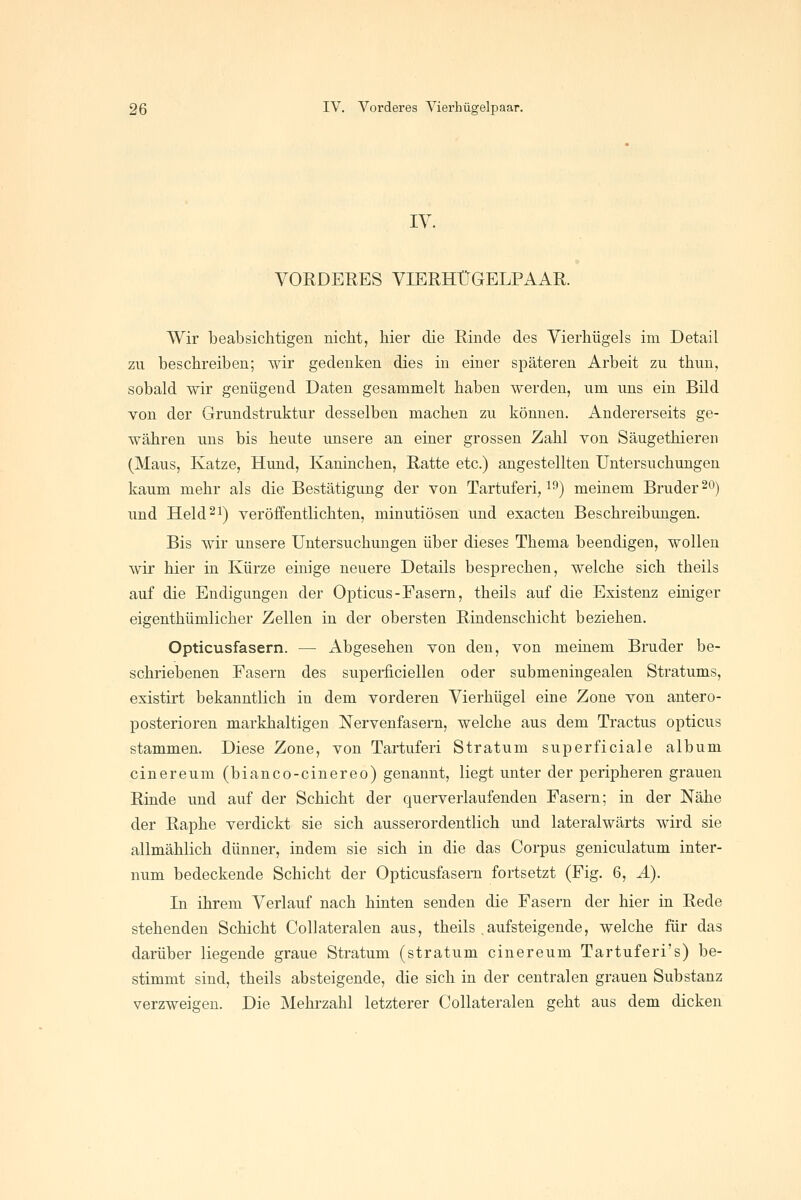 IV. VORDERES VIERHÜGELPAAR. Wir beabsichtigen nicht, hier die Rinde des Vierhügels im Detail zu beschreiben; wir gedenken dies in einer späteren Arbeit zu thun, sobald wir genügend Daten gesammelt haben werden, um uns ein Bild von der Grundstruktur desselben machen zu können. Andererseits ge- währen uns bis heute unsere an einer grossen Zahl von Säugethieren (Maus, Katze, Hund, Kaninchen, Ratte etc.) angestellten Untersuchungen kaum mehr als die Bestätigung der von Tartuferi, i^) meinem Bruder 20) und Held 21) veröffentlichten, minutiösen und exacten Beschreibungen. Bis wir unsere Untersuchungen über dieses Thema beendigen, wollen wir hier in Kürze einige neuere Details besprechen, welche sich theils auf die Endigungen der Opticus-Fasern, theils auf die Existenz einiger eigenthümlicher Zellen in der obersten Rindenschicht beziehen. Opticusfasern. — Abgesehen von den, von meinem Bruder be- schriebenen Fasern des superficiellen oder submeningealen Stratums, existirt bekanntlich in dem vorderen Vierhügel eine Zone von antero- posterioren markhaltigen Nervenfasern, welche aus dem Tractus opticus stammen. Diese Zone, von Tartuferi Stratum superficiale album cinereum (bianco-cinereo) genannt, liegt unter der peripheren grauen Rinde und auf der Schicht der querverlaufenden Fasern; in der Nähe der Raphe verdickt sie sich ausserordentlich und lateralwärts wird sie allmählich dünner, indem sie sich in die das Corpus geniculatum inter- num bedeckende Schicht der Opticusfasern fortsetzt (Fig. 6, Ä). In ihrem Verlauf nach hinten senden die Fasern der hier in Rede stehenden Schicht Collateralen aus, theils .aufsteigende, welche für das darüber liegende graue Stratum (stratum cinereum Tartuferi's) be- stimmt sind, theils absteigende, die sich in der centralen grauen Substanz verzweigen. Die Mehrzahl letzterer Collateralen geht aus dem dicken