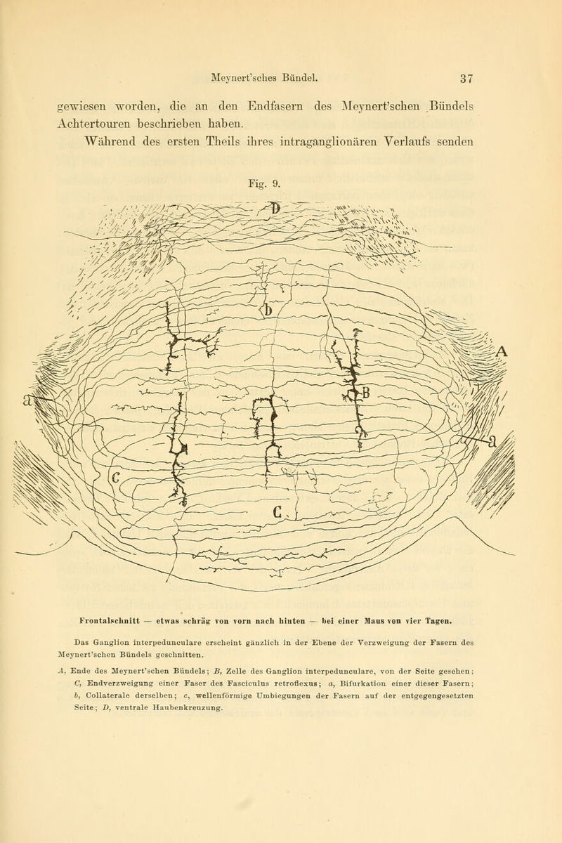 gewiesen worden, die an den Endfasern des Meynert'schen Bündels Achtertouren beschrieben haben. Während des ersten Theils ihres intraganglionären Verlaufs senden Fig. 9. ;vf: Frontalschnitt — etwas schräg von Torn nach hinten — bei einer Mans von vier Tagen. Das Ganglion interpedunculare erscheint gänzlich in der Ebene der Verzweigung der Fasern des Meynert'schen Bündels geschnitten. A, Ende des Meynert'schen Bündels; B, Zelle des Ganglion interpedunculare, von der Seite gesehen; C, Endverzweigung einer Faser des Fasciculus retroflexus; a, Bifurkation einer dieser Fasern; &, Collaterale derselben; c, wellenförmige Umbiegungen der Fasern auf der entgegengesetzten Seite; D, ventrale Haubenkreuzung.