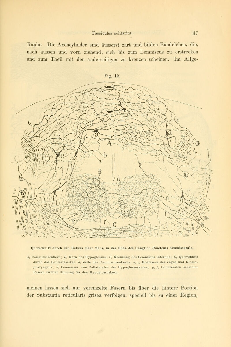 Eaphe. Die Axencylinder sind äusserst zart und bilden Bündelchen, die, nach aussen und vorn ziehend, sich bis zum Lemniscus zu erstrecken und zum Theil mit den anderseitigen zu kreuzen scheinen. Im Allge- Fig. 12. Querschnitt durch den Bulbus einer Maus, in der Höhe des Ganglion (Nucleus) commissurale. A, Commissurenkeru; B, Kern des Hypoglossus ; C, Kreuzung des Lemniscus internus; J>, Querschnitt durch das Solitärfascikel; a, Zelle des Commissurenkerns; 6, c, Endfasern des Vagus und Glosso- pharyngeus; ä, Commissur yon CoUateralen der Hypoglossuskerne; g, f, Collateralen sensibler Pasern zweiter Ordnung für den Hypoglossuskern. meinen lassen sich nur vereinzelte Fasern bis über die hintere Portion der Substantia reticularis grisea verfolgen, speciell bis zu einer Region,