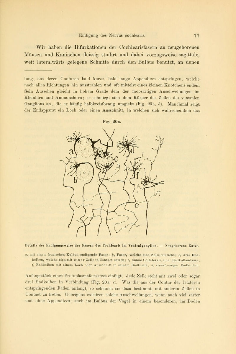 Wir haben die Bifurkationen der Cochlearisfasern an neugeborenen Mäusen und Kaninchen fleissig studirt und dabei vorzugsweise sagittale, weit lateralwärts gelegene Schnitte durch den Bulbus benutzt, an denen lung, aus deren Conturen bald kurze, bald lange Appendices entspringen, welche nach allen Richtungen hin ausstrahlen und oft mittelst eines kleinen Knötchens enden. Sein Aussehen gleicht in hohem Grade dem der moosai'tigen Anschwellungen im Kleinlui-n und Ammonshorn; er schmiegt sich dem Körper der Zellen des ventralen Gangüons an, die er häufig halbkreisförmig umgiebt (Fig. 20a, b). Manchmal zeigt der Endapparat ein Loch oder einen Ausschnitt, in welchen sich wahrscheinlich das Fi^. 20 a. Details der Endigungsweise der Fasern des Cochlearis im Ventralganglion. — Neugeborene Katze. a, mit einem konischen Kolben endigende Faser: &, Faser, welclie eine Zelle umzieht; c, drei End- kolben, welche sich mit einer Zelle in Contact setzen; e, dünne CoUaterale einer Endkolbenfaser; f, Endkolben mit einem Loch oder Ausschnitt in seinem Endtheile; d, sternförmiger Endkolbeu. Anfangsstück eines Protoplasmafortsatzes einfügt. Jede Zelle steht mit zwei oder sogar drei Endkolben in Verbindung (Fig. 20a, c). Was die aus der Contur der letzteren entspringenden Fäden anlangt, so scheinen sie dazu bestimmt, mit anderen Zellen in Contact zu treten. Uebrigens existiren solche Anschwellungen, wenn auch viel zarter und ohne Appendices, auch im Bulbus der Vögel in einem besonderen, im Boden