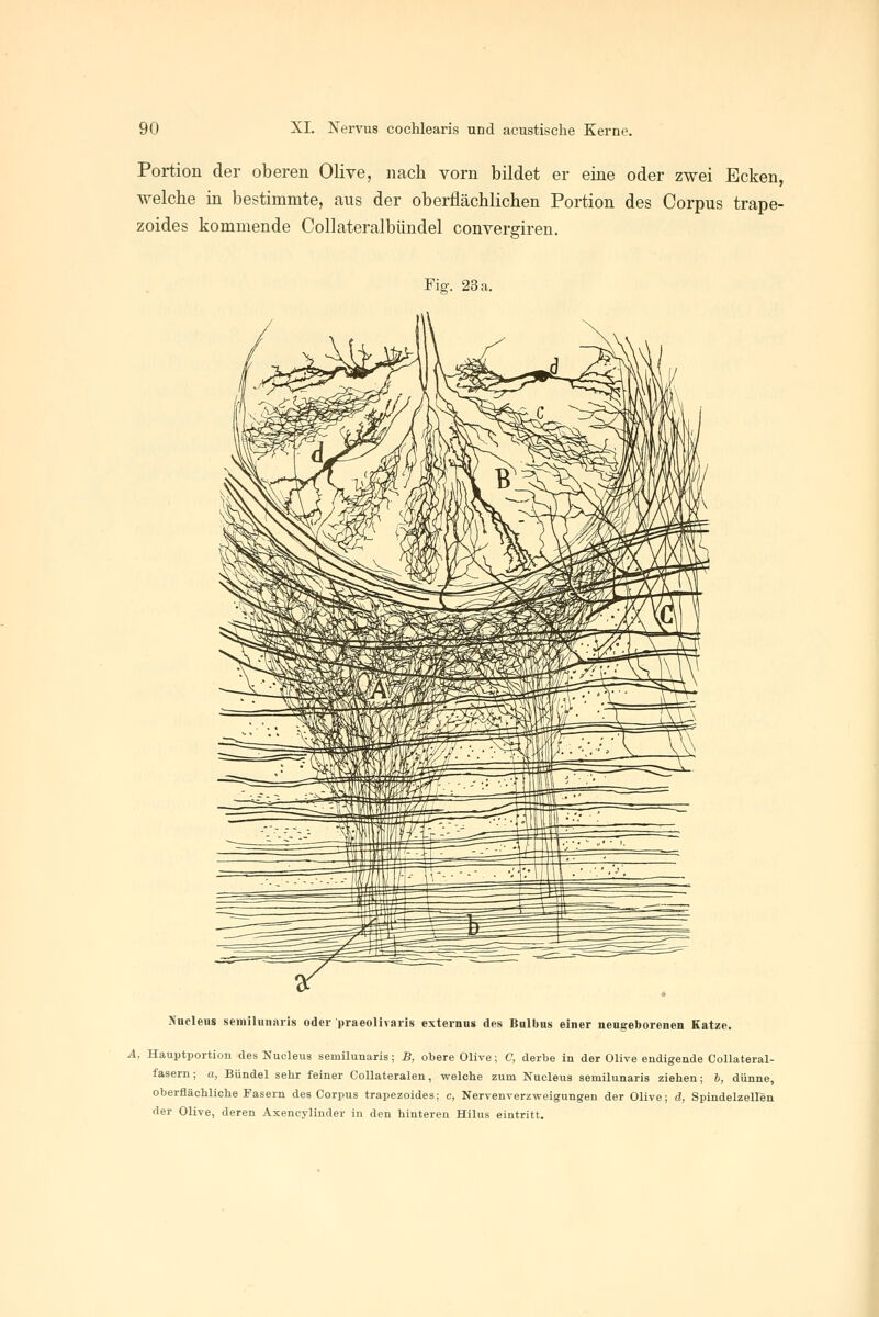 Portion der oberen Olive, nach vorn bildet er eine oder zwei Ecken, welche in bestimmte, aus der oberflächlichen Portion des Corpus trape- zoides kommende Collateralbündel convergiren. Fiö'. 23 a. Nucleiis seiniliiiiai-is oder praeolivaris externus des Baibus einer neugeborenen Katze. A, Hauptportion des Nucleus semilunaris; B, obere Olive; C, derbe in der Olive endigende Collateral- fasern; a, Bündel sehr feiner CoUateralen, welche zum Nucleus semilunaris ziehen; 6, dünne, oberflächliche Fasern des Corpus trapezoides; c, Xervenverzweigungen der Olive; d, Spindelzellen der Olive, deren Axencylinder in den hinteren Hilus eintritt.