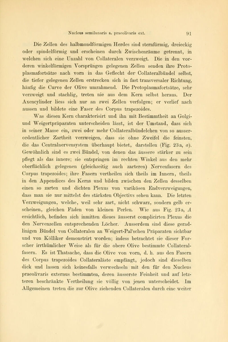 Die Zellen des halbmondförmigeu Herdes sind sternförmig, dreieckig oder spindelförmig imd erscheinen durch Zwischenräume getrennt, in welchen sich eine Unzahl von Collateralen verzweigt. Die in den vor- deren winkelförmigen Vorsprüngen gelegenen Zellen senden ihre Proto- plasmafortsätze nach vorn in das Geflecht der' Collateralbündel selbst, die tiefer gelegenen Zellen erstrecken sich in fast transversaler Richtung, häufig die Curve der Olive umrahmend. Die Protoplasmafortsätze, sehr verzweigt und stachlig, treten nie aus dem Kern selbst heraus. Der Axencylinder liess sich nur an zwei Zellen verfolgen; er verlief nach aussen und bildete eine Faser des Corpus trapezoides. Was diesen Kern charakterisirt und ihn mit Bestimmtheit an Golgi- und Weigertpräparaten unterscheiden lässt, ist der Umstand, dass sich in seiner Masse ein, zwei oder mehr Collateralbündelchen von so ausser- ordentlicher Zartheit verzweigen, dass sie ohne Zweifel die feinsten, die das Centralnervensystem überhaupt bietet, darstellen (Fig. 23 a, d). Gewöhnlich sind es zwei Bündel, von denen das äussere stärker zu sein pflegt als das innere; sie entspringen im rechten Winkel aus den mehr oberflächlich gelegenen (gleichzeitig auch zarteren) Nervenfasern des Corpus trapezoides; ihre Fasern vertheilen sich theils im Innern, theils in den Appendices des Kerns und bilden zwischen den Zellen desselben einen so zarten und dichten Plexus von varikösen Bndverzweigungen, dass man sie nur mittelst des stärksten Objectivs sehen kann. Die letzten Verzweigungen, welche, weil sehr zart, nicht schwarz, sondern gelb er- scheinen, gleichen Fäden von kleinen Perlen. Wie aus Fig. 23 a, A ersichtlich, befinden sich inmitten dieses äusserst complicirten Plexus die den Nervenzellen entsprechenden Löcher. Ausserdem sind diese gerad- linigen Bündel von Collateralen an Weigert-Pal'sehen Präparaten sichtbar und von KöUiker demonstrirt worden; indess betrachtet sie dieser For- scher irrthümlicher Weise als für die obere Olive bestimmte Collateral- fasern. Es ist Thatsache, dass die Olive von vom, d. h. aus den Fasern des Corpus trapezoides Collateraläste empfängt, jedoch sind dieselben dick und lassen sich keinesfalls verwechseln mit den für den Nucleus praeohvaris externus bestimmten, deren äusserste Feinheit und auf letz- teren beschränkte Vertheilung sie völlig von jenen unterscheidet. Im Allgemeinen treten die zur Olive ziehenden Collateralen durch eine weiter