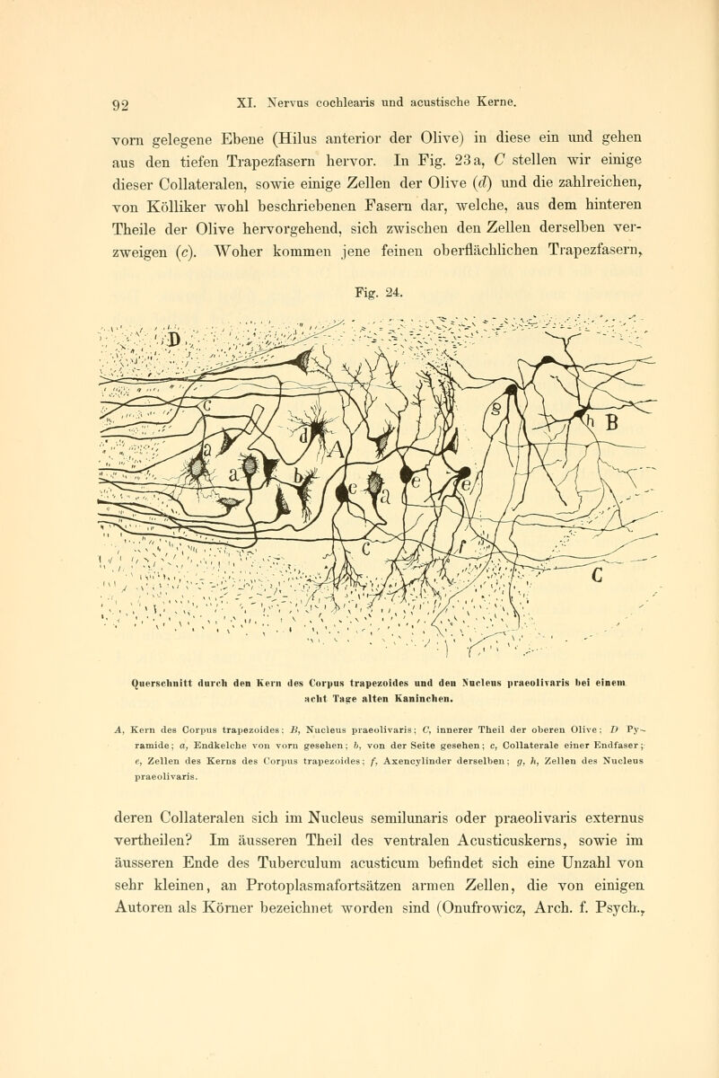 vom gelegene Ebene (Hilus anterior der Olive) in diese ein und gehen aus den tiefen Trapezfasern hervor. In Fig. 23 a, C stellen wir einige dieser Collateralen, sowie einige Zellen der Olive {d) und die zahlreichen^ von Kölliker wohl beschriebenen Fasern dar, welche, aus dem hinteren Theile der Olive hervorgehend, sich zwischen den Zellen derselben ver- zweigen (c). Woher kommen jene feinen oberflächlichen Ti-apezfasern^ Fig. 24. 'wm^ ■ \ 1 V. ' > ''h-)'^:-S^^^ Querschnitt durch den Kern des Corpus trapezoides und den Nuclens praeolivaris bei einem acht Ta^e alten Kaninchen. A, Kern des Corpus trapezoides: B, Nucleus praeolivaris; C, innerer Theil der oberen Olive; D Py^ ramlde; a, Endkelche von vorn gesehen; 6, von der Seite gesehen; c, Collaterale einer Endfaser;: e, Zellen des Kerns des Corpus trapezoides; f, Axencylinder derselben; g, h, Zellen des Nucleus praeolivaris. deren Collateralen sich im Nucleus semilunaris oder praeolivaris externus vertheilen? Im äusseren Theil des ventralen Acusticuskerns, sowie im äusseren Ende des Tuberculum acusticum befindet sich eine Unzahl von sehr kleinen, an Protoplasmafortsätzen armen Zellen, die von einigen Autoren als Körner bezeichnet worden sind (Onufrowicz, Arch. f. Psych.y