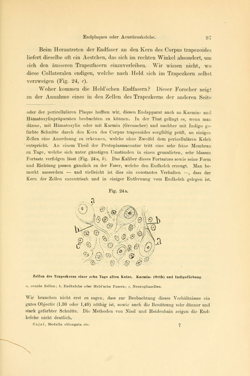 Beim Herantreten der Endfaser an den Kern des Corpus trapezoides liefert dieselbe oft ein Aestchen, das sich im rechten Winkel absondert, um sich den äusseren Trapezfasern einzuverleiben. Wir wissen nicht, wo diese Collateralen endigen, welche nach Held sich im Trapezkem selbst verzweigen (Fig. 24, c). Woher kommen die Held'schen Endfasern? Dieser Forscher neigt zu der Annahme eines in den Zellen des Trapezkems der anderen Seite oder der pericellulären Plaque hofften wir, diesen Endapparat auch an Karmin- und Hämatoxylinpräparaten beobachten zu können. In der That gelingt es, wenn man dünne, mit Hämatoxylin oder mit Karmin (Grenacher) und nachher mit Indigo ge- fäi'bte Schnitte durch den Kern des Corpus trapezoides sorgfältig prüft, an einigen Zellen eine Anordnung zu erkennen, welche ohne Zweifel dem pericellulären Kelch entspricht. An einem Theil der Protoplasmacontur tritt eine sehr feine Membran zu Tage, welche sich unter günstigen Umständen in einen granulirten, sehr blassen Fortsatz verfolgen lässt (Fig. 24a, b). Das Kaliber dieses Fortsatzes sowie seine Form und Richtung passen gänzlich zu der Faser, welche den Endkelch erzeugt. Man be- merkt ausserdem — und vielleicht ist dies ein constantes Verhalten —, dass der Kern der Zellen excentriseh und in einiger Entfernung vom Endkelch gelegen ist. Fig. 24 a. Zellen des Trapezkerns einer zehn Tage alten Katze. Karmin- (Orth) und Indigofärbnng. a, ovoide ZeUen; 6, Endkelche oder Held'sche Fasern; c, NeurogliazeUen. Wir brauchen nicht erst zu sagen, dass zur Beobachtung dieses Verhältnisses ein gutes Objectiv (1,30 oder 1,40) nöthig ist, sowie auch die Benützung sehr dünner und stark gefärbter Schnitte. Die Methoden von Nissl und Heidenhain zeigen die End- kelche nicht deutlich. Cajal, Medulla oblongata etc. n