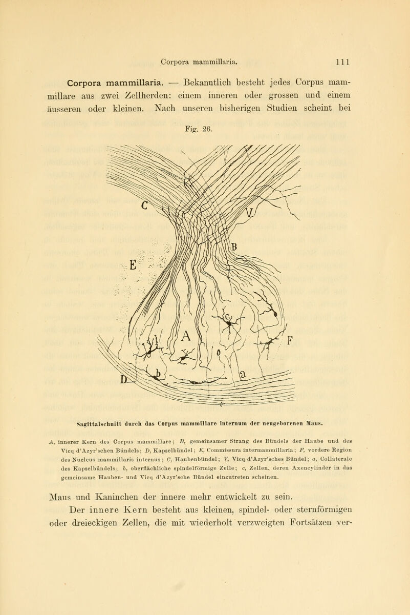 Corpora mammillaria. — Bekanntlich besteht jedes Corpus mam- millare aus zwei Zellherden: einem inneren oder grossen und einem äusseren oder kleinen. Nach unseren bisherigen Studien scheint bei Tis. 26. Sagittalschnitt durch das Corpus nianiiuillare internum der neugeborenen Maus. A, innerer Kern des Corpus mammülare; B, gemeinsamer Strang des Bündels der Haube und des Vicq d'Azyr'schen Bündels; J», Kapselbündel; £?, Commissura intermammillaria; F, vordere Region des Nucleus mammillaris internus; C, Haubenbündel; V, Vicq d'Azyr'sches Bündel; a, Collaterale des Kapselbündels; 6, oberflächliche spindelförmige Zelle; c, Zellen, deren Axencylinder in das gemeinsame Hauben- und Vicq d'Azyr'sche Bündel einzutreten scheinen. Maus und Kaninchen der innere mehr entwickelt zu sein. Der innere Kern besteht aus kleinen, spindel- oder sternförmigen oder dreieckigen Zellen, die mit wiederholt verzweigten Fortsätzen ver-