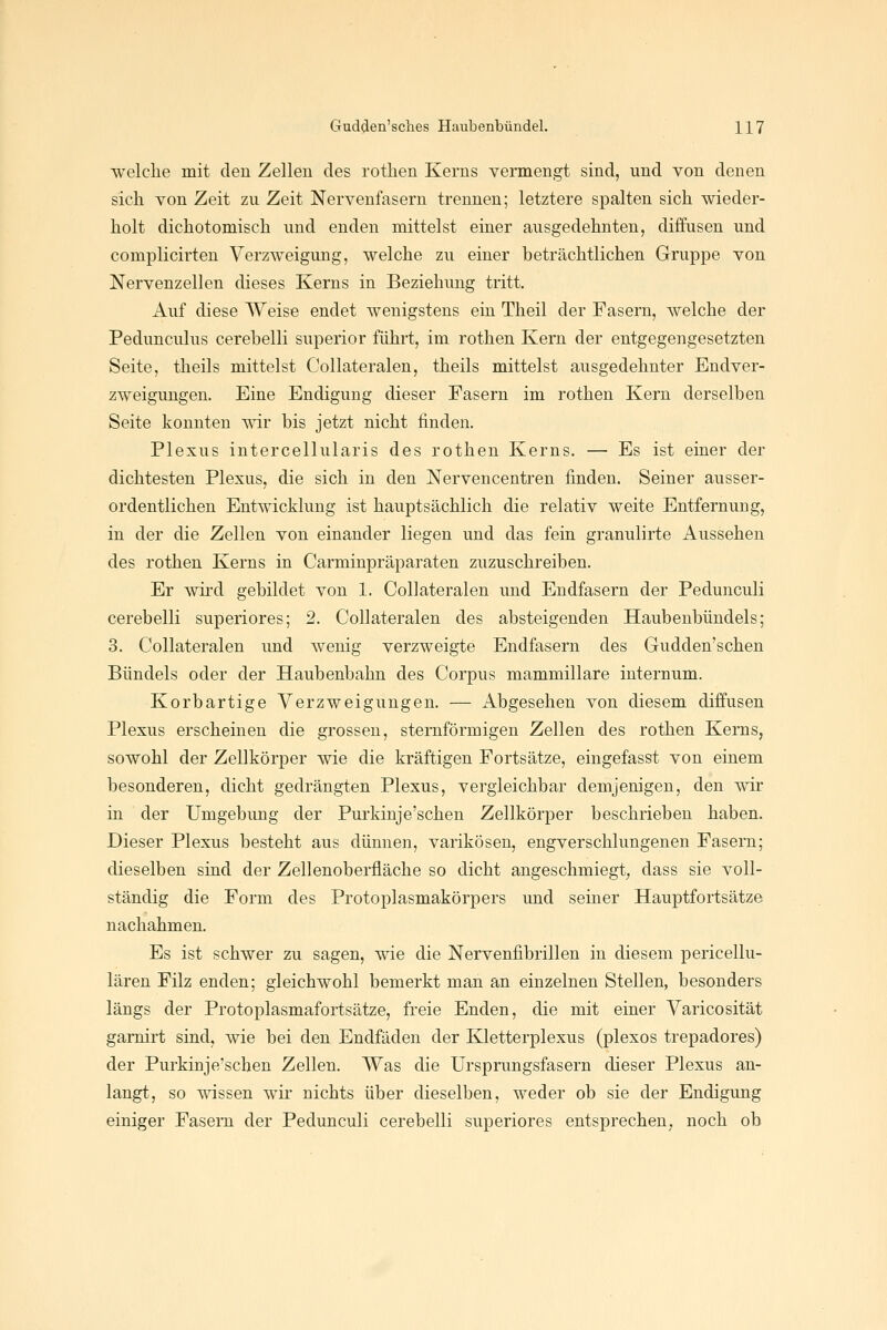 ■welclie mit eleu Zellen des rothen Kerns vermengt sind, und von denen sich von Zeit zu Zeit Nervenfasern trennen; letztere spalten sich wieder- holt dichotomisch und enden mittelst einer ausgedehnten, diffusen und complicirten Verzweigung, welche zu einer beträchtlichen Gruppe von Nervenzellen dieses Kerns in Beziehung tritt. Auf diese Weise endet wenigstens ein Theil der Fasern, welche der Pedunculus cerehelli superior führt, im rothen Kern der entgegengesetzten Seite, theils mittelst Collateralen, theils mittelst ausgedehnter Endver- zweigungen. Eine Endigung dieser Fasern im rothen Kern derselben Seite konnten wir bis jetzt nicht finden. Plexus intercellularis des rothen Kerns. — Es ist einer der dichtesten Plexus, die sich in den Nervencentren finden. Seiner ausser- ordentlichen Entwicklung ist hauptsächlich die relativ weite Entfernung, in der die Zellen von einander liegen und das fein granulirte Aussehen des rothen Kerns in Carminpräparaten zuzuschreiben. Er wird gebildet von 1. Collateralen und Endfasern der Pedunculi cerebelli superiores; 2. Collateralen des absteigenden Haubenbündels; 3. Collateralen und wenig verzweigte Endfasern des Gudden'schen Bündels oder der Haubenbahn des Corpus mammillare internum. Korbartige Verzweigungen. — Abgesehen von diesem diffusen Plexus erscheinen die grossen, sternförmigen Zellen des rothen Kerns, sowohl der Zellkörper wie die kräftigen Fortsätze, eingefasst von einem besonderen, dicht gedrängten Plexus, vergleichbar demjenigen, den wir in der Umgebung der Purkinje'schen Zellkörper beschrieben haben. Dieser Plexus besteht aus dünnen, varikösen, engverschlungenen Fasern; dieselben sind der Zellenoberfläche so dicht angeschmiegt, dass sie voll- ständig die Form des Protoplasmakörpers und seiner Hauptfortsätze nachahmen. Es ist schwer zu sagen, wie die Nervenfibrillen in diesem pericellu- lären Filz enden; gleichwohl bemerkt man an einzelnen Stellen, besonders längs der Protoplasmafortsätze, freie Enden, die mit einer Varicosität gamirt sind, wie bei den Endfäden der Kletterplexus (plexos trepadores) der Purkinje'schen Zellen. Was die Ursprungsfasern dieser Plexus an- langt, so wissen wir nichts über dieselben, weder ob sie der Endigung einiger Fasern der Pedunculi cerebelli superiores entsprechen, noch ob