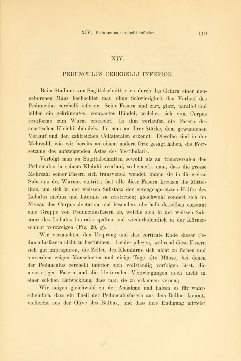 XIV. PEDUNCULUS CEREBELLI INFERIOR. Beim Studium von Sagittalschnittserien durch das Gehirn einer neu- geborenen Maus beobachtet man ohne Schwierigkeit den Verlauf des Pedunculus cerebelli inferior. Seine Fasern sind zart, glatt, parallel und bilden ein gekrümmtes, compactes Bündel, welches sich vom Corpus restiforme zum Wurm erstreckt. In ihm verlaufen die Fasern des acustischen Kleinhimbündels, die man an ihrer Stärke, dem gewundenen Verlauf und den zahlreichen Collateralen erkennt. Dieselbe sind in der Mehrzahl, wie wir bereits an einem andern Orte gesagt haben, die Fort- setzung des aufsteigenden Astes des Vestibularis. Verfolgt man an Sagittalschnitten sowohl als an transversalen den Pedunculus in seinem Kleinhirnverlauf, so bemerkt man, dass die grosse Mehrzahl seiner Fasern sich transversal wendet, indem sie in die weisse Substanz des Wurmes eintritt; fast alle diese Fasern kreuzen die Mittel- linie, um sich in der weissen Substanz der entgegengesetzten Hälfte des Lobulus medius und lateralis zu zerstreuen; gleichwohl sondert sich im Niveau des Corpus dentatum und besonders oberhalb desselben constant eine Gruppe von Pedunculusfasern ab, welche sich in der weissen Sub- stanz des Lobulus lateralis spalten und wiederholentlich in der Körner- schicht verzweigen (Fig. 28, g). Wir vermochten den Ursprung und das corticale Ende dieser Pe- dunculusfasern nicht zu bestimmen. Leider pflegen, während diese Fasern sich gut imprägniren, die Zellen des Kleinhirns sich nicht zu färben und ausserdem zeigen Mäusefoeten und einige Tage alte Mäuse, bei denen der Pedunculus cerebelli inferior sich vollständig verfolgen lässt, die moosartigen Fasern und die kletternden Verzweigungen noch nicht in einer solchen Entwicklung, dass man sie zu erkennen vermag. Wir neigen gleichwohl zu der Annahme und halten es für wahr- scheinlich, dass ein Theil der Pedunculusfasern aus dem Bulbus kommt, vielleicht aus der Olive des Bulbus, und dass ihre Endigung mittelst