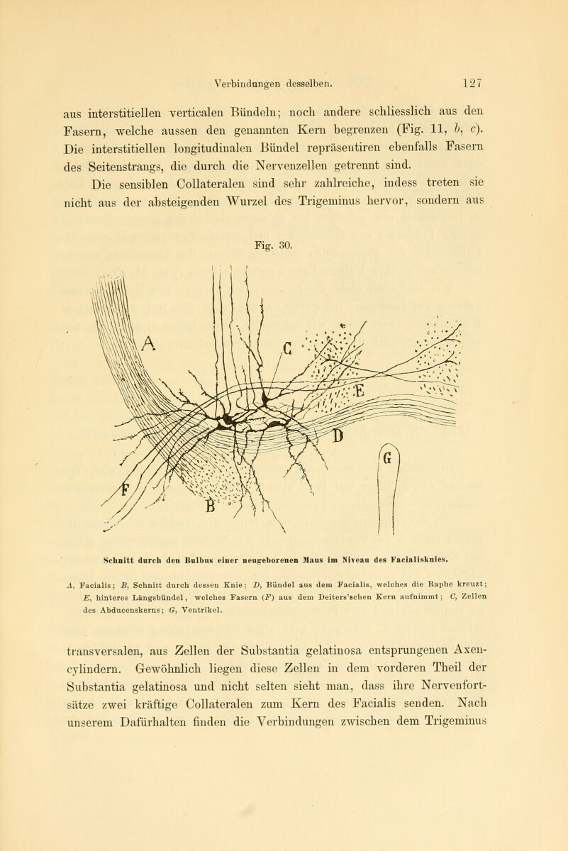 aus interstitiellen veiiicaleu Bündeln; noch andere schliesslich aus den Fasern, welche aussen den genannten Kern begrenzen (Fig. 11, 6, c). Die interstitiellen longitudinalen Bündel repräsentiren ebenfalls Fasern des Seitenstrangs, die durch die Nervenzellen getrennt sind. Die sensiblen Collateralen sind sehr zahlreiche, indess treten sie nicht aus der absteigenden Wurzel des Trigeminus hervor, sondern aus Fig. 30. Schnitt durch den Bulbus einer neugeborenen Maus im Niyeau des Faclalisknies. A, Facialis; B, Schnitt durch dessen Knie; D, Bündel aus dem Facialis, welches die Eaphe kreuzt; E^ hinteres Längsbündel, welches Fasern (F) aus dem Deiters'schen Kern aufnimmt; C, Zellen des Abducenskerns; G, Ventrikel. transversalen, aus Zellen der Substantia gelatinosa entsprungenen Axen- cylindern. Gewöhnlich liegen diese Zellen in dem vorderen Theil der Substantia gelatinosa und nicht selten sieht man, dass ihre Nervenfort- sätze zwei kräftige Collateralen zum Kern des Facialis senden. Nach unserem Dafürhalten finden die Verbindungen zwischen dem Trigeminus