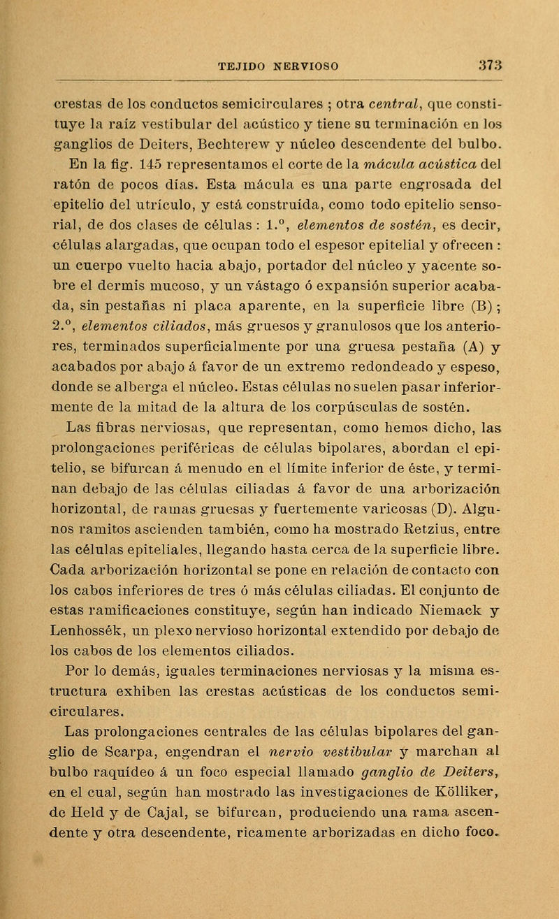 crestas de los conductos semicirculares ; otra central, que consti- tuye la raíz vestibular del acústico y tiene su terminación en los ganglios de Deiters, Bechterew y núcleo descendente del bulbo. En la fig. 145 representamos el corte de la mácula acústica del ratón de pocos días. Esta mácula es una parte engrosada del epitelio del utrículo, y está construida, como todo epitelio senso- rial, de dos clases de células : 1.°, elementos de sostén, es decir, células alargadas, que ocupan todo el espesor epitelial y ofrecen : un cuerpo vuelto hacia abajo, portador del núcleo y yacente so- bre el dermis mucoso, y un vastago ó expansión superior acaba- da, sin pestañas ni placa aparente, en la superficie libre (B); 2.^, elementos ciliados, más gruesos y granulosos que los anterio- res, terminados superficialmente por una gruesa pestaña (A) y acabados por abajo á favor de un extremo redondeado y espeso, donde se alberga el núcleo. Estas células no suelen pasar inferior- mente de la mitad de la altura de los corpúsculas de sostén. Las fibras nerviosas, que representan, como hemos dicho, las prolongaciones periféricas de células bipolares, abordan el epi- telio, se bifurcan á menudo en el límite inferior de éste, y termi- nan debajo de las células ciliadas á favor de una arborización horizontal, de ramas gruesas y fuertemente varicosas (D). Algu- nos ramitos ascienden también, como ha mostrado Retzius, entre las células epiteliales, llegando hasta cerca de la superficie libre. Cada arborización horizontal se pone en relación de contacto con los cabos inferiores de tres ó más células ciliadas. El conjunto de estas ramificaciones constituye, según han indicado Niemack y Lenhossék, un plexo nervioso horizontal extendido por debajo de los cabos de los elementos ciliados. Por lo demás, iguales terminaciones nerviosas y la misma es- tructura exhiben las crestas acústicas de los conductos semi- circulares. Las prolongaciones centrales de las células bipolares del gan- glio de Scarpa, engendran el nervio vestibular y marchan al bulbo raquídeo á un foco especial llamado ganglio de Deiters, en el cual, según han mosti'ado las investigaciones de Kolliker, de Held y de Cajal, se bifurcan, produciendo una rama ascen- dente y otra descendente, ricamente arborizadas en dicho foco.
