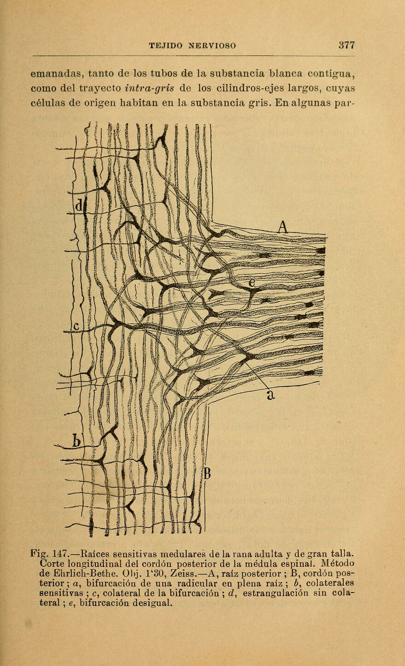emanadas, tanto de los tubos de la substancia blanca contigua, como del trayecto intra-gris de los cilindros-ejes largos, cuyas células de origen habitan en la substancia gris. En algunas pai'- Fig. 147.—Raices sensitivas medulares de la rana adulta y de gran talla. Corte longitudinal del cordón posterior de la médula espinal. Método de Ehrlich-Bethe. ühj. 1'30, Zeiss.—A, raíz posterior ; B, cordón pos- terior ; a, bifurcación de una radicular en plena raíz ; ¿, colaterales sensitivas ; c, colateral de la bifurcación ; c?, estrangulación sin cola- teral ; e, bifurcación desigual.