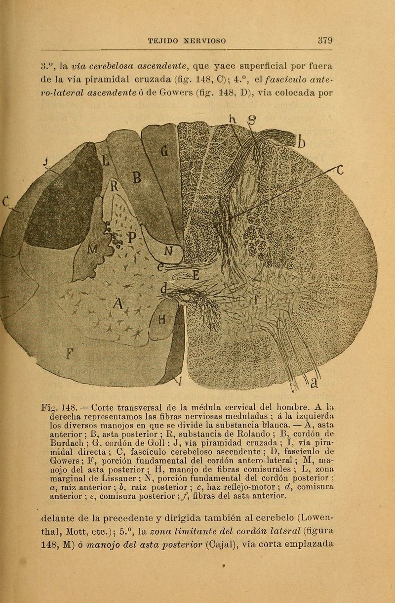 ;>.*', Ja via cerebelosa ascendente, que yace superficial por fuera de la via piramidal cruzada (fig'. 148, C); 4.**, e\ fascículo ante- ro-laterál ascendente ó de Gowers (fio;. 148, D), ría colocada por \ \ í-a Fig. 148. — Corte transversal de la médula cervical del hombre. A la derecha representamos las fibras nerviosas meduladas ; á la izquierda los diversos manojos en que se divide la substancia blanca. — A, asta anterior ; B, asta posterior ; R, substancia de Rolando ; B, cordón de Burdach ; G, cordón de GoU ; J, vía piramidad cruzada ; I, vía pira- midal directa ; C, fascículo cerebeloso ascendente ; D, fascículo de Gowers; F, porción fundamental del cordón antero-lateral ; M, ma- nojo del asta posterior; H, manojo de fibras comisurales ; L, zona marginal de Lissauer ; Ñ, porción fundamental del cordón posterior ; a, raíz anterior ; b, raíz posterior ; c, haz reflejo-motor ; c?, comisura anterior ; e, comisura posterior ;_/, fibras del asta anterior. delante de la precedente y dirigida también al cerebelo (Lowen- thal, Mott, etc.)5 5.°, la zona limitante del cordón lateral (figura 148, M) ó manojo del asta posterior (Cajal), vía corta emplazada