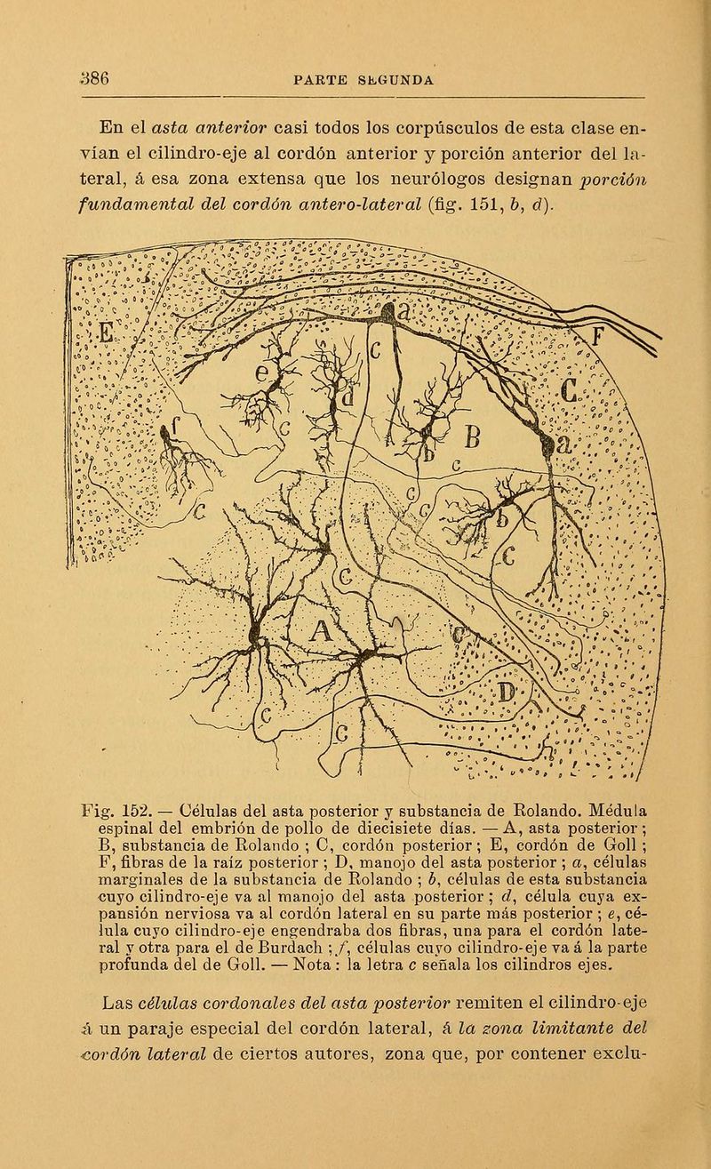 En el asta anterior casi todos los corpúsculos de esta clase en- vían el cilindro-eje al cordón anterior y porción anterior del la- teral, á esa zona extensa que los neurólogos designan porción fundamental del cordón antero-lateral (fig. 151, b, d). Fig. 152. — Células del asta posterior y substancia de Rolando. Médula espinal del embrión de pollo de diecisiete días. —A, asta posterior; B, substancia de Rolando ; C, cordón posterior; E, cordón de Goll ; F, fibras de la raíz posterior ; D, manojo del asta posterior ; a, células marginales de la substancia de Rolando ; 6, células de esta substancia «uyo cilindro-eje va al manojo del asta posterior; d, célula cuya ex- pansión nerviosa va al cordón lateral en su parte más posterior ; e, cé- lula cuyo cilindro-eje engendraba dos fibras, una para el cordón late- ral y otra para el de Burdach ;/, células cuyo cilindro-eje va á la parte profunda del de Goll. — Nota : la letra c señala los cilindros ejes. Las células cardonales del asta posterior remiten el cilindro-eje á un paraje especial del cordón lateral, á la zona limitante del cordón lateral de ciertos autores, zona que, por contener exclu-