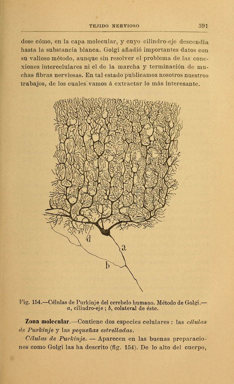 dose cómo, en la capa molecular, y cuyo cilindro-eje descendía hasta la substancia blanca. Golgi añadió importantes datos con su valioso método, aunque sin resolver el problema de las cone- xiones intercelulares ni el de la marcha y terminación de mu- chas fibras nerviosas. En tal estado publicamos nosotros nuestros trabajos, de los cuales'vamos á extractar lo más interesante. Fig. 154.—Células de Purkinje del cerebelo humano. Método de Golgi.— a, cilindro-eje ; S, colateral de éste. Zona molecular.—Contiene dos especies celulares : las células de Purkinje y las pequeñas estrelladas. Células de Purkinje. — Aparecen en las buenas preparacio- nes como Golgi las ha descrito (ñg. 154). De lo alto del cuerpo,