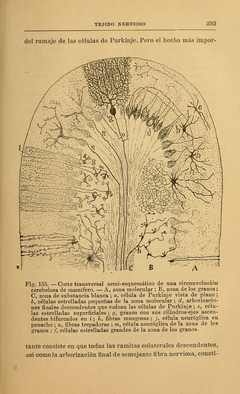 del ramaje de las células de Purkinje. Pero el hecho más impor- Fig. 155. — Corte transversal semi-esquemático de una circunvolución cerebelosa de mamífero. — A, zona molecular ; B, zona de los granos; C, zona de substancia blanca ; a, célula de Purkinje vista de plano ; b, células estrelladas pequeñas de la zona molecular; d, arborizacio- nes finales descendentes que rodean las células de Purkinje ; e, célu- las estrelladas superficiales ; g, granos con sus cilindros-ejes ascen- dentes bifurcados en i; h, fibras musgosas ; i, célula neuróglica en penacho ; ?i, fibras trepadoras ; m, célula neuróglica de la zona de los granos ; /, células estrelladas grandes de la zona de los granos. tante consiste en que todas las ramitas colaterales descendentes, así como la arborización final de semejante ñbra nerviosa, consti-