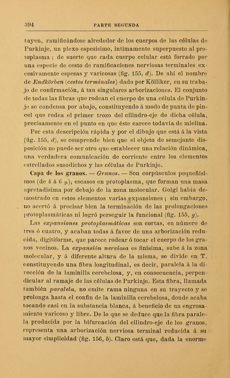 tayen, ramificándose alrededor de los cuerpos de las células de Purkinje, un plexo espesísimo, íntimamente superpuesto al pro- toplasma ; de suerte que cada cuerpo celular está forrado por una especie de cesto de ramificaciones nerviosas terminales ex- cesivamente espesas y varicosas (flg. 155, d). De ahí el nombre de Endkorben {cestos terminales) dado por Kolliker, en su traba- jo de confirmación, á tan singulares arborizaciones. El conjunto de todas las fibras que rodean el cuerpo de una célula de Purkin- je se condensa por abajo, constituyendo á modo de punta de pin- cel que rodea el primer trozo del cilindro-eje de dicha célula, precisamente en el punto en que éste carece todavía de mielina. Por esta descripción rápida y por el dibujo que está á la vista (fig. 155, d), se comprende bien que el objeto de semejante dis- posición no puede ser otro que establecer una relación dinámica, una verdadera comunicación de corriente entre los elementos estrellados susodichos y las células de Purkinje. Capa de los granos. — Granos. — Son corpúsculos pequeñísi- mos (de 4 á 6 ¡j.), escasos en protoplasma, que forman una masa apretadísima por debajo de la zona molecular. Golgi había de- mostrado en estos elementos varias expansiones ; sin embargo, no acertó á precisar bien la terminación de las prolongaciones protoplasmáticas ni logró perseguir la funcional (fig. 155, g). Las expaoisiones protoplasmáticas son cortas, en número de tres ó cuatro, y acaban todas á favor de una arborización redu- cida, digitiforme, que parece rodear ó tocar el cuerpo de los gra- nos vecinos. La expansión nerviosa es finísima, sube á la zona molecular, y á diferente altura de la misma, se divide en T, constituyendo una fibra longitudinal, es decir, paralela á la di- i'ección de la laminilla cerebelosa, y, en consecuencia, perpen- dicular al ramaje de las células de Purkinje. Esta fibra, llamada también paralela, no emite rama ninguna en su trayecto y se prolonga hasta el confin de la laminilla cerebelosa, donde acaba tocando casi en la substancia blanca, á beneficio de un engrosa- miento varicoso y libre. De lo que se deduce que la fibra parale- la producida por la bifurcación del cilindro-eje de los granos, representa una arborización nerviosa terminal reducida á su mayor simplicidad (fig. 156, &). Claro está que, dada la enorme