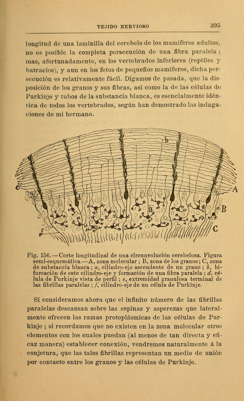 longitud de una laminilla del cerebelo de los mamíferos adultos, no es posible la completa persecución de una fibra paralela ; mas, afortunadamente, en los vertebrados inferiores (reptiles y batracios), y aun en los fetos de pequeños mamíferos, dicha per- secución es relativamente fácil. Digamos de pasada, que la dis- posición de los granos y sus fibras, así como la de las células de Purkinje y tubos de la substancia blanca, es esencialmente idén- tica de todos los vertebrados, según han demostrado las indaga- ciones de mi hermano. Fig. 156. — Corte longitudinal de una circunvolución cerebelosa. Figura semi-esquemática.—A, zona molecular ; B, zona de los granos; C, zona de substancia blanca ; a, cilindro-eje ascendente de un grano ; ¿, bi- furcación de este cilindro-eje y formación de una fibra paralela ; d, cé- lula de Purkinje vista de perfil ; e, extremidad granulosa terminal de las fibrillas paralelas ; /, cilindro-eje de un célula de Purkinje. Si consideramos ahora que el infinito número de las fibrillas paralelas descansan sobre las espinas y asperezas que lateral- mente ofrecen las ramas protoplásmicas de las células de Pur- kinje ; si recordamos que no existen en la zona molecular otros elementos con los cuales puedan (al menos de tan directa y efi- caz manera) establecer conexión, vendremos naturalmente á la conjetura, que las tales fibrillas representan un medio de unión por contacto entre los granos y las células de Purkinje.