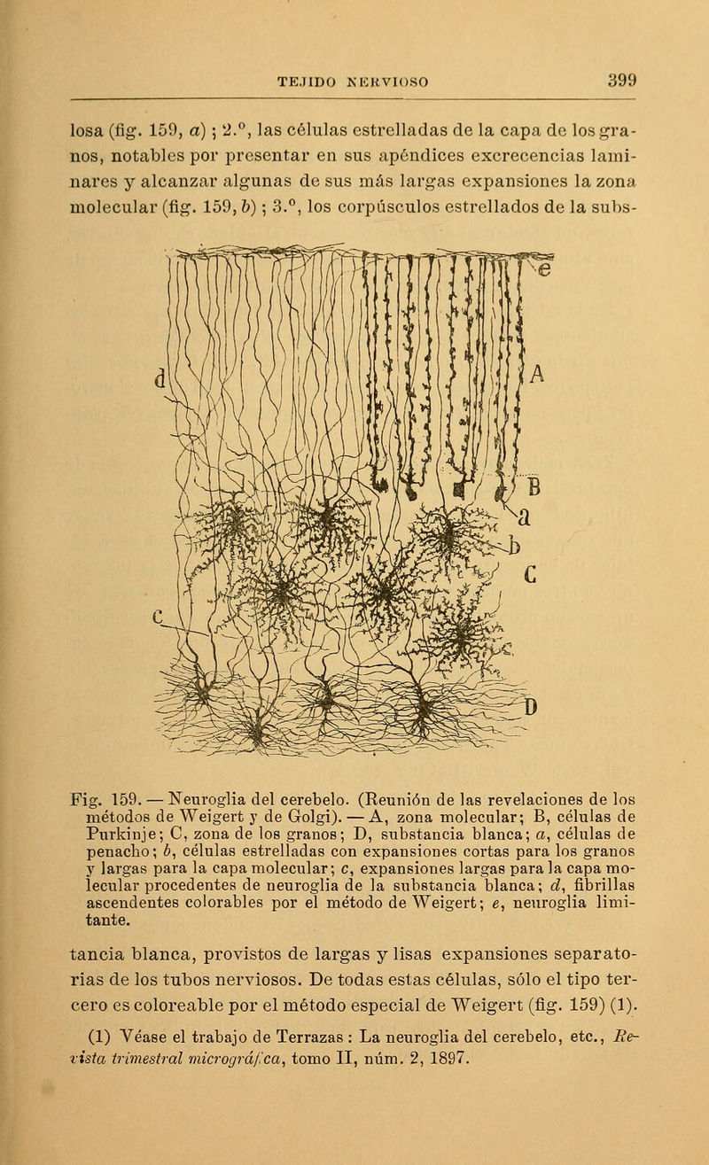 losa (fig. 159, a); 2.°, las células estrelladas de la capa de los gra- nos, notables por presentar en sus apéndices excrecencias lami- nares y alcanzar algunas de sus más largas expansiones la zona molecular (fig. 159, b); 3.°, los corpúsculos estrellados de la subs- Fig. 159. — Neuroglia del cerebelo. (Reunión de las revelaciones de los métodos de Weigert y de Golgi). — A, zona molecular; B, células de Purkinje; C, zona de los granos; D, substancia blanca; a, células de penacho; b, células estrelladas con expansiones cortas para los granos y largas para la capa molecular; c, expansiones largas para la capa mo- lecular procedentes de neuroglia de la substancia blanca; d, fibrillas ascendentes colorables por el método de Weigert; e, neuroglia limi- tante. tancia blanca, provistos de largas y lisas expansiones separato- rias de los tubos nerviosos. De todas estas células, sólo el tipo ter- cero es coloreable por el método especial de Weigert (fig. 159) (1). (1) Véase el trabajo de Terrazas : La neuroglia del cerebelo, etc., ^e- rista trimestral micrográ/'ca, tomo II, núm. 2, 1897.
