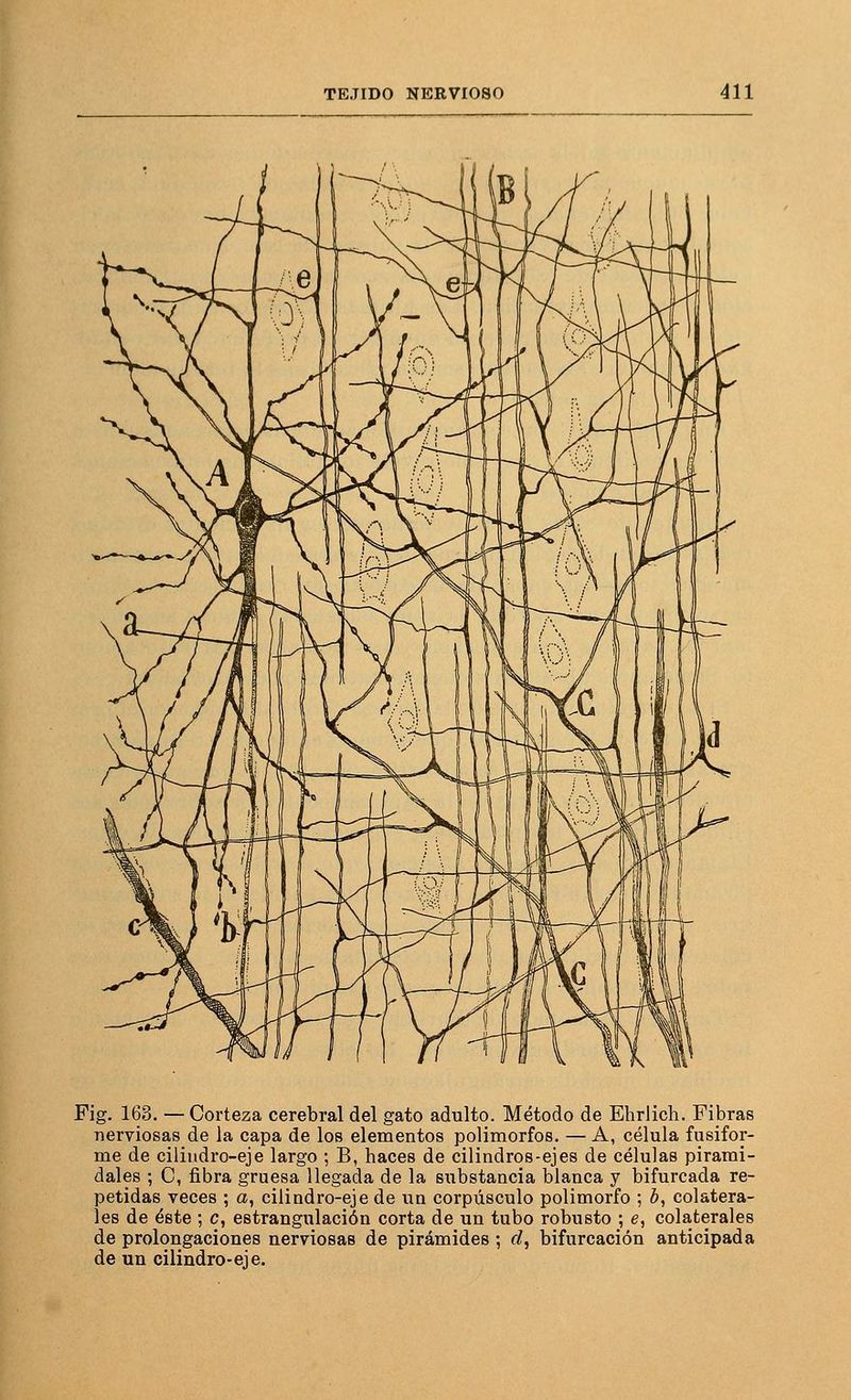 Fig. 163. — Corteza cerebral del gato adulto. Método de Ehrlich. Fibras nerviosas de la capa de los elementos polimorfos. — A, célula fusifor- me de cilindro-eje largo ; B, haces de cilindros-ejes de células pirami- dales ; C, fibra gruesa llegada de la substancia blanca y bifurcada re- petidas veces ; a, cilindro-eje de un corpúsculo polimorfo ; b, colatera- les de éste ; c, estrangulación corta de un tubo robusto ; e, colaterales de prolongaciones nerviosas de pirámides ; d, bifurcación anticipada de un cilindro-eje.