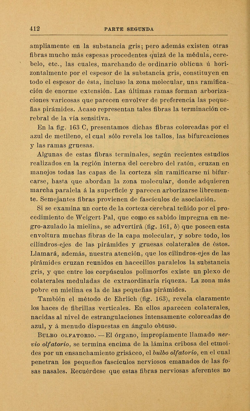 ampliamente en la substancia gris; pero además existen otras fibras mucho más espesas procedentes quizá de la médula, cere- belo, etc., las cuales, marchando de ordinario oblicua ú hori- zontalmente por el espesor de la substancia gris, constituyen en todo el espesor de ésta, incluso la zona molecular, una ramifica- ción de enorme extensión. Las últimas ramas forman arboriza- ciones varicosas que parecen envolver de preferencia las peque- ñas pirámides. Acaso representan tales fibras la terminación ce- rebral de la vía sensitiva. En la fig. 163 C, presentamos dichas fibras coloreadas por el azul de metileno, el cual sólo revela los tallos, las bifurcaciones y las ramas gruesas. Algunas de estas fibras terminales, según recientes estudios realizados en la región interna del cerebro del ratón, cruzan en manojos todas las capas de la corteza sin ramificarse ni bifur- carse, hasta que abordan la zona molecular, donde adquieren marcha paralela á la superficie y parecen arborizarse libremen- te. Semejantes fibras provienen de fascículos de asociación. Si se examina un corte de la corteza cerebral teñido por el pro- cedimiento de Weigert-Pal, que como es sabido impregna en ne- gro-azulado la mielina, se advertirá (ñg. Itíl, h) que poseen esta envoltura muchas fibras de la capa molecular, y sobre todo, los cilindros-ejes de las pirámides y gruesas colaterales de éstos. Llamará, además, nuestra atención, que los cilindros-ejes de las pirámides cruzan reunidos en hacecillos paralelos la substancia gris, y que entre los corpúsculos polimorfos existe un plexo de colaterales moduladas de extraordinaria riqueza. La zona más pobre en mielina es la de las pequeñas pirámides. También el método de Ehrlich (fig. 163), revela claramente los haces de fibrillas verticales. En ellos aparecen colaterales, nacidas al nivel de estrangulaciones intensamente coloreadas de azul, y á menudo dispuestas en ángulo obtuso. Bulbo olfatorio. —El órgano, impropiamente llamado ner- vio olfatorio, se termina encima de la lámina cribosa del etmoi- des por un ensanchamiento grisáceo, el bulbo olfatorio, en el cual penetran los pequeños fascículos nerviosos emanados de las fo- sas nasales. Recuérdese que estas fibras nerviosas aferentes no
