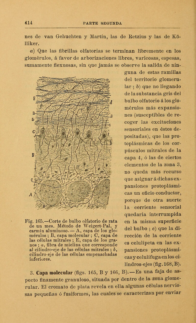 nes de van Gelmchten y Martín, las de Retzius y las de Ko- lliker. a) Que las fibrillas olfatorias se terminan libremente en los glomérulos, á favor de arborizaciones libres, varicosas, espesas, sumamente flexuosas, sin que jamás se observe la salida de nin- guna de estas ramillas del territorio glomeru- lar ; b) que no llegando de la substancia gris del bulbo olfatorio á los glo- mérulos más expansio- nes (susceptibles de re- coger las excitaciones sensoriales en éstos de- positadas), que las pro- toplásmicas de los cor- púsculos mitrales de la capa 4, ó las de ciertos elementos de la zona 3, no queda más recurso que asignar á dichas ex- pansiones protoplásmi- cas un oficio conductor, porque de otra suerte 1 a corriente sensorial quedaría interrumpida en la misma superficie del bulbo ; c) que la di- rección de la corriente es celulípeta en las ex- pansiones protoplásmi- casy celulífugaenlos ci- lindros-ejes (fig. 168, B). 3. Capa molecular (figs. 165, B y 166, B).—Es una faja de as- pecto finamente granuloso, situada por dentro de la zona glome- rular. El cromato de plata revela en ella algunas células nervio- sas pequeñas ó fusiformes, las cuales se caracterizan por enviar Fig. 165.—Corte de bulbo olfatorio de rata de un mes. Método de Weigert-Pal, y carmín aluminóse. — A, capa de los glo- mérulos ; B, capa molecular ; C, capa de las células mitrales ; E, capa de los gra- nos ; a, fibra de mielina que corresponde al cilindro-eje de las células mitrales ; b, cilindro-eje de las células empenachadas inferiores.