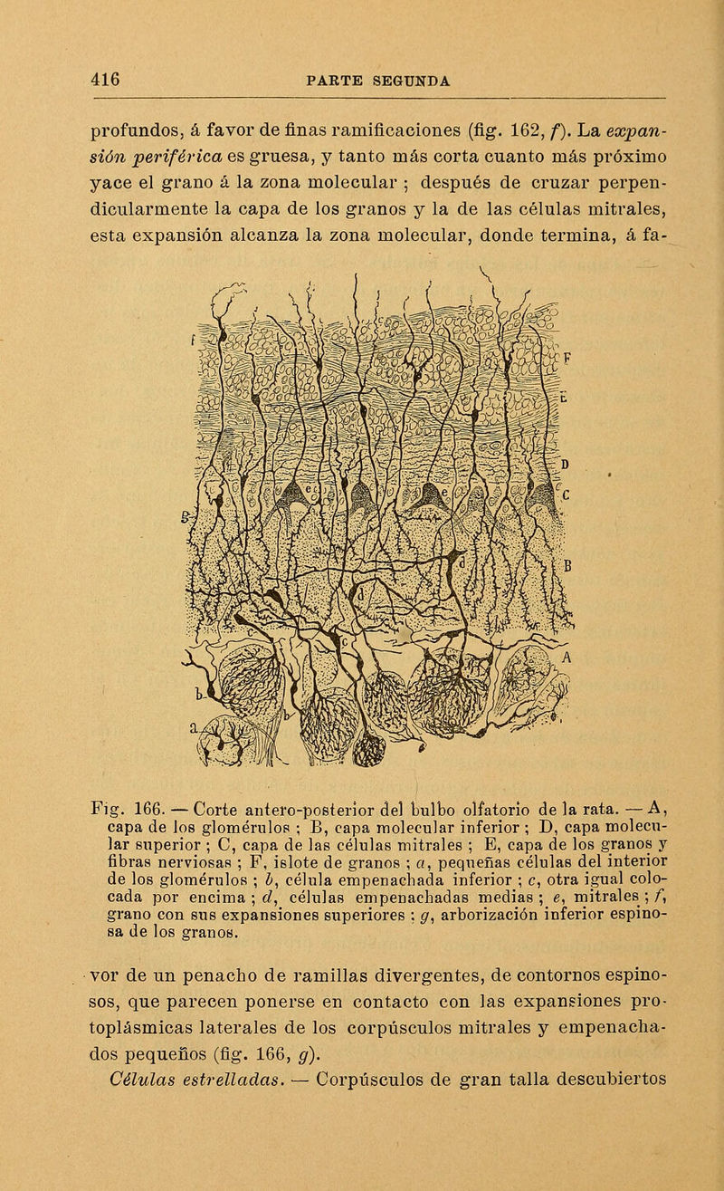 profundos, á favor de finas ramificaciones (fig. 162, f). La expan- sión periférica es gruesa, y tanto más corta cuanto más próximo yace el grano á la zona molecular ; después de cruzar perpen- dicularmente la capa de los granos y la de las células mitrales, esta expansión alcanza la zona molecular, donde termina, á fa- Fig. 166. — Corte antero-posterior del bulbo olfatorio de la rata.—A, capa de los glomémlos ; B, capa molecular inferior ; D, capa molecu- lar superior ; C, capa de las células mitrales ; E, capa de los granos y fibras nerviosas ; F, islote de granos ; n, pequeñas células del interior de los glomérulos ; ¿, célula empenachada inferior ; c, otra igual colo- cada por encima ; rf, células empenachadas medias; e, mitrales;/, grano con sus expansiones superiores ; g, arborización inferior espino- sa de los granos. vor de un penacho de ramillas divergentes, de contornos espino- sos, que parecen ponerse en contacto con las expansiones pro- toplásmicas laterales de los corpúsculos mitrales y empenacha- dos pequeños (fig. 166, g). Células estrelladas. — Corpúsculos de gran talla descubiertos