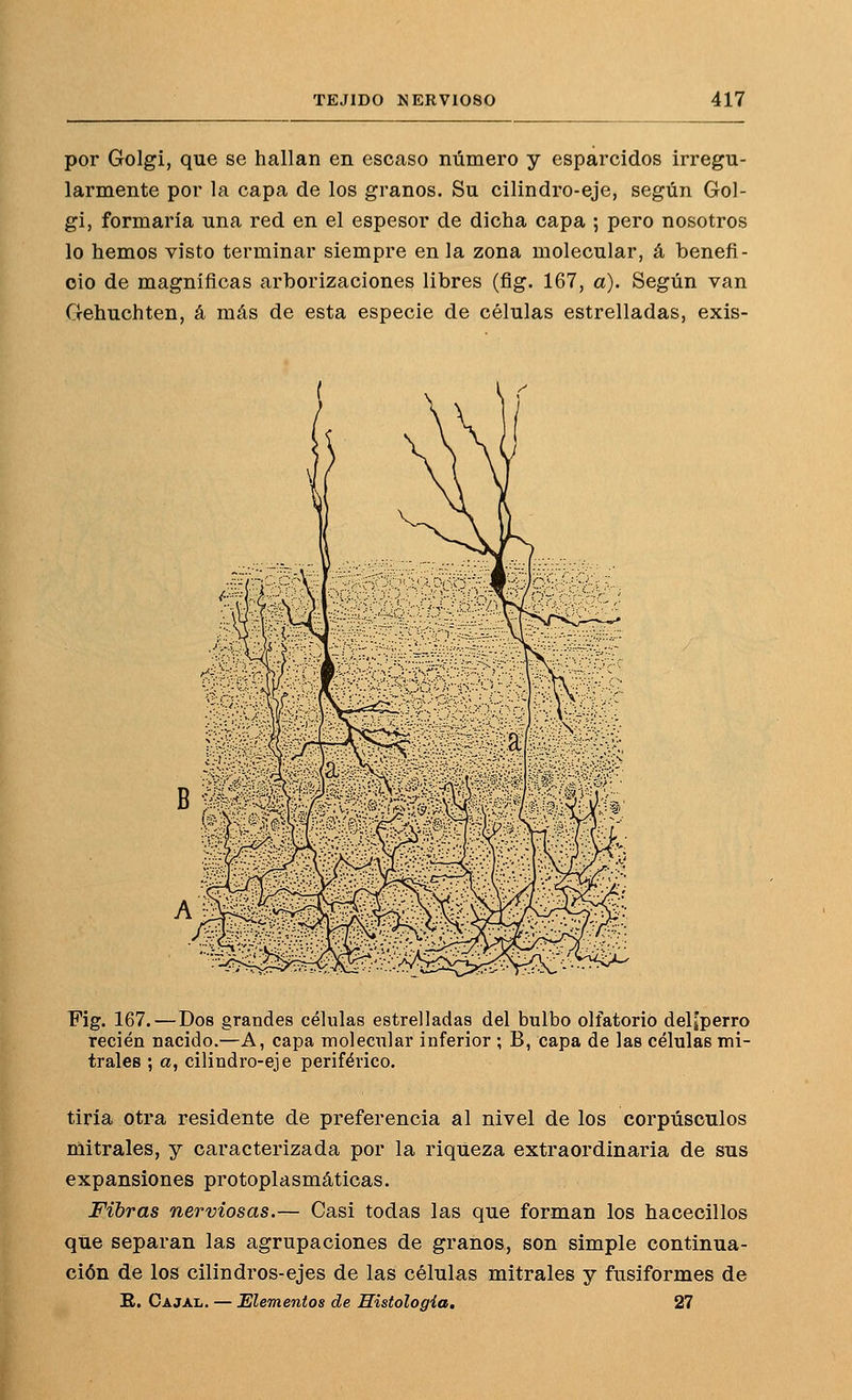 por Golgi, que se hallan en escaso número y esparcidos irregu- larmente por la capa de los granos. Su cilindro-eje, según Gol- gi, formaría una red en el espesor de dicha capa ; pero nosotros lo hemos visto terminar siempre en la zona molecular, á benefi- cio de magníficas arborizaciones libres (fig. 167, a). Según van Gehuchten, á más de esta especie de células estrelladas, exis- Fig. 167.—Dos grandes células estrelladas del bulbo olfatorio deliperro recién nacido.—A, capa moleciilar inferior ; B, capa de las células mi- trales ; a, cilindro-eje periférico. tiría otra residente de preferencia al nivel de los corpúsculos mitrales, y caracterizada por la riqueza extraordinaria de sus expansiones protoplasmáticas. Fibras nerviosas.— Casi todas las que forman los hacecillos que separan las agrupaciones de granos, son simple continua- ción de los cilindros-ejes de las células mitrales y fusiformes de B, Cajal. — Elementos de Histología, 27